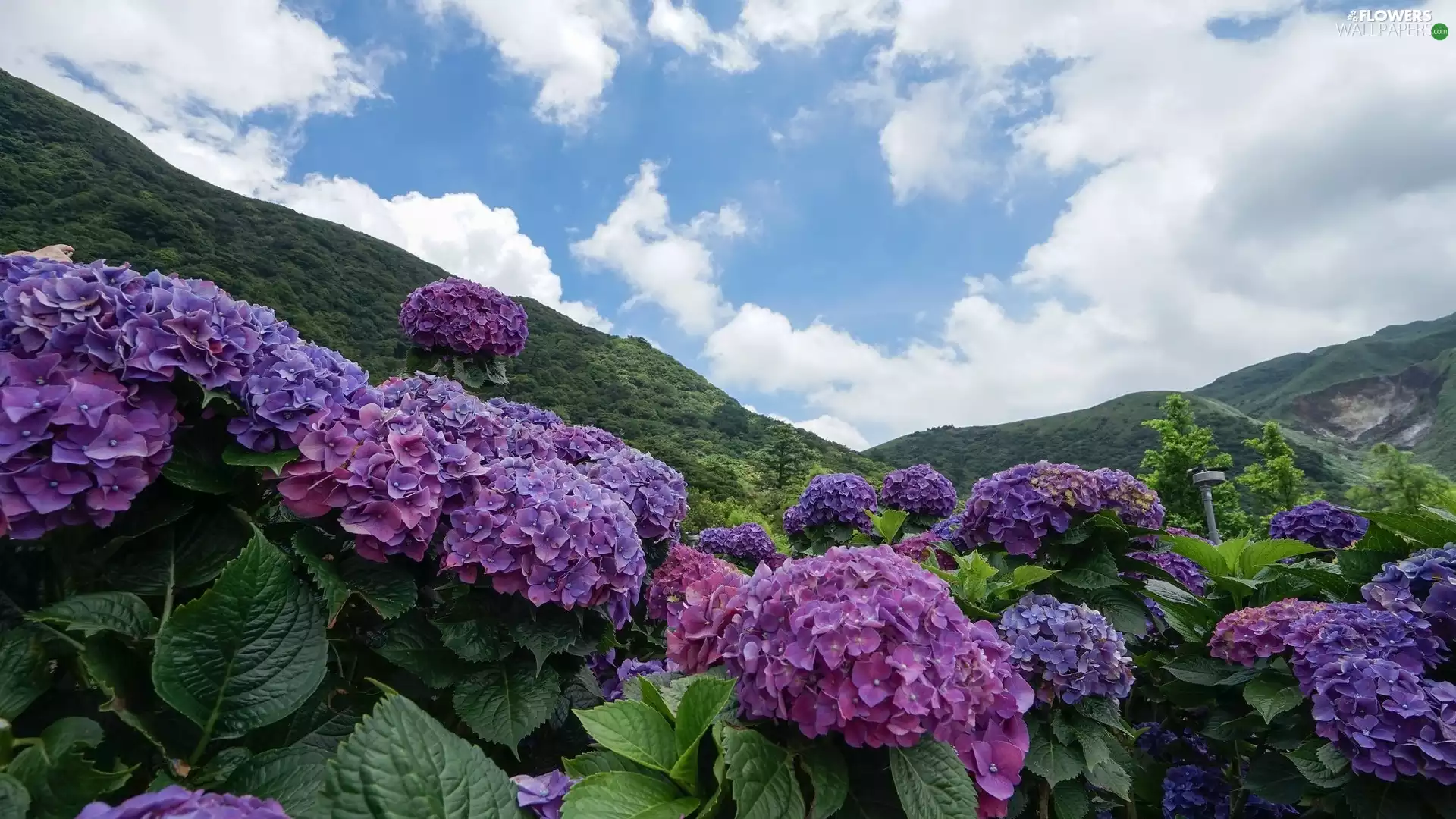 purple, hydrangeas, The Hills, Flowers