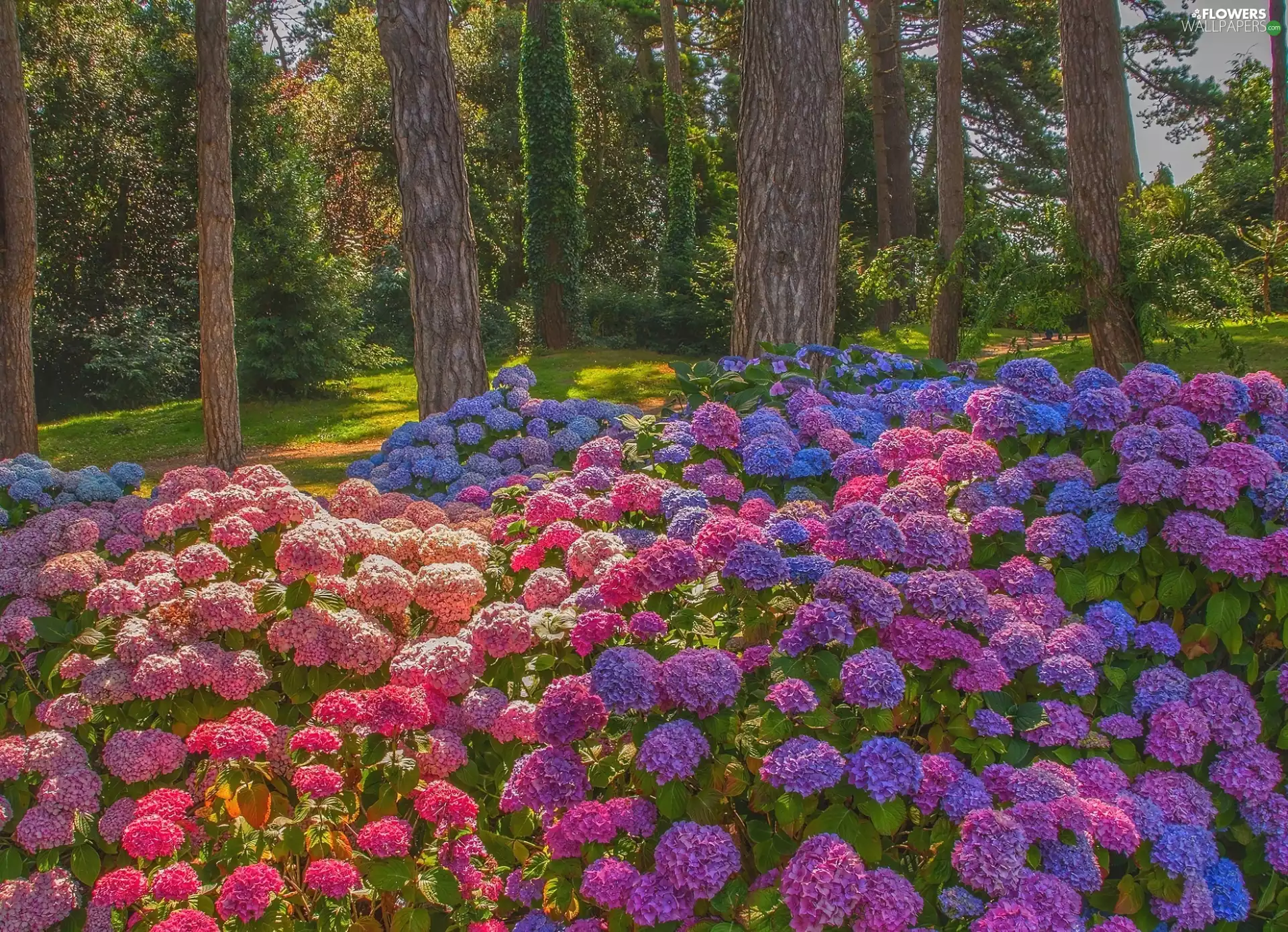 Flowers, hydrangeas, trees, viewes, Park