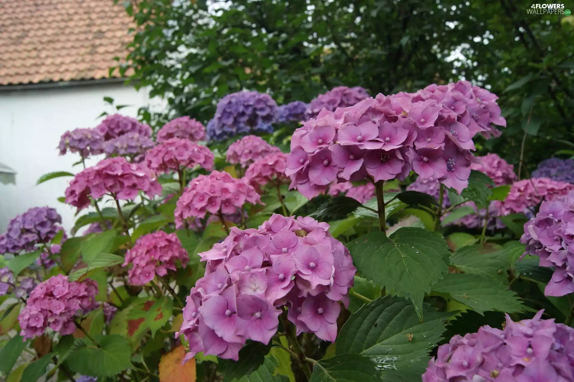 hydrangeas