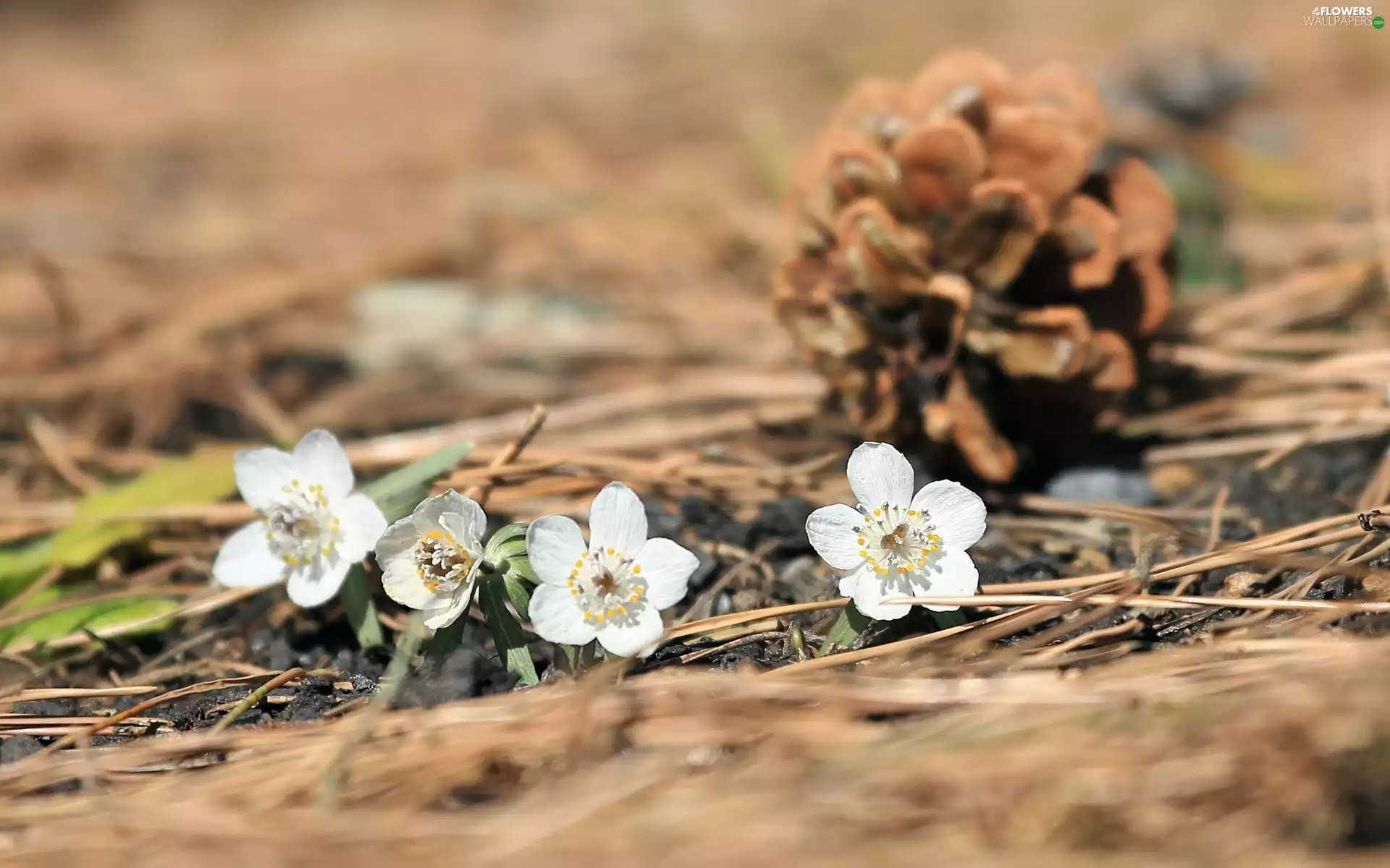 cone, White, Eranthis hyemalis
