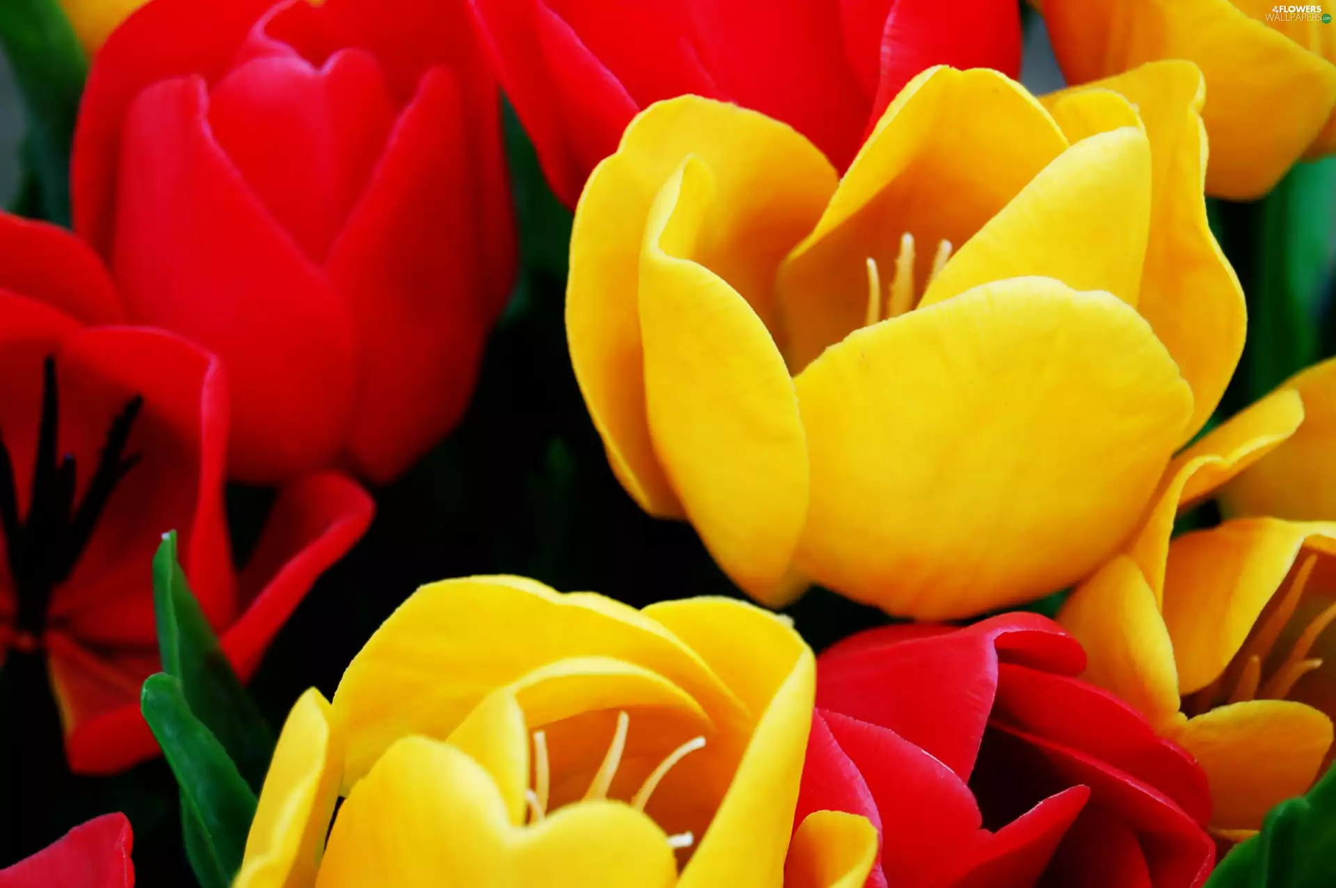 Yellow, Red, Tulips, I