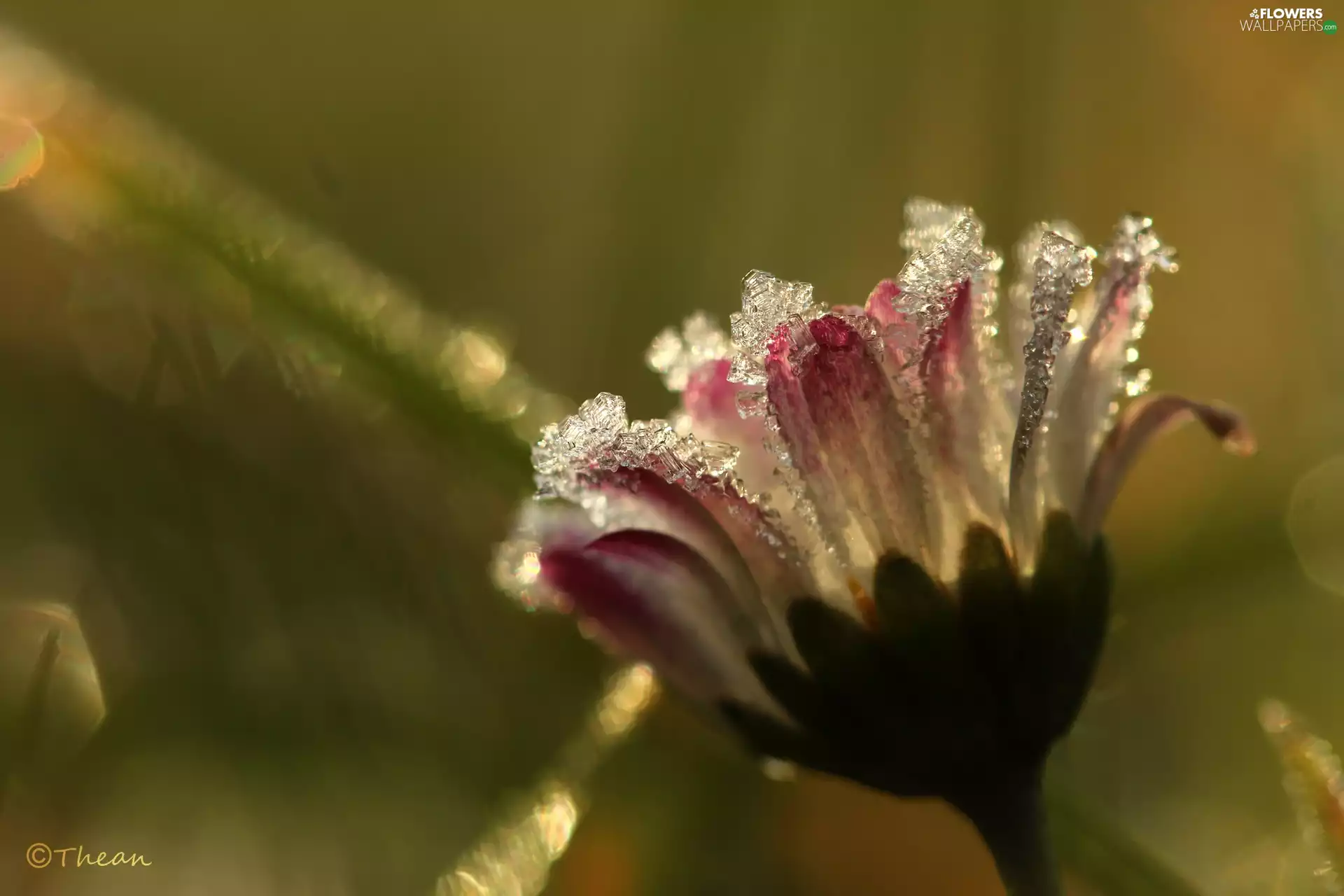frozen, crystals, ice, daisy