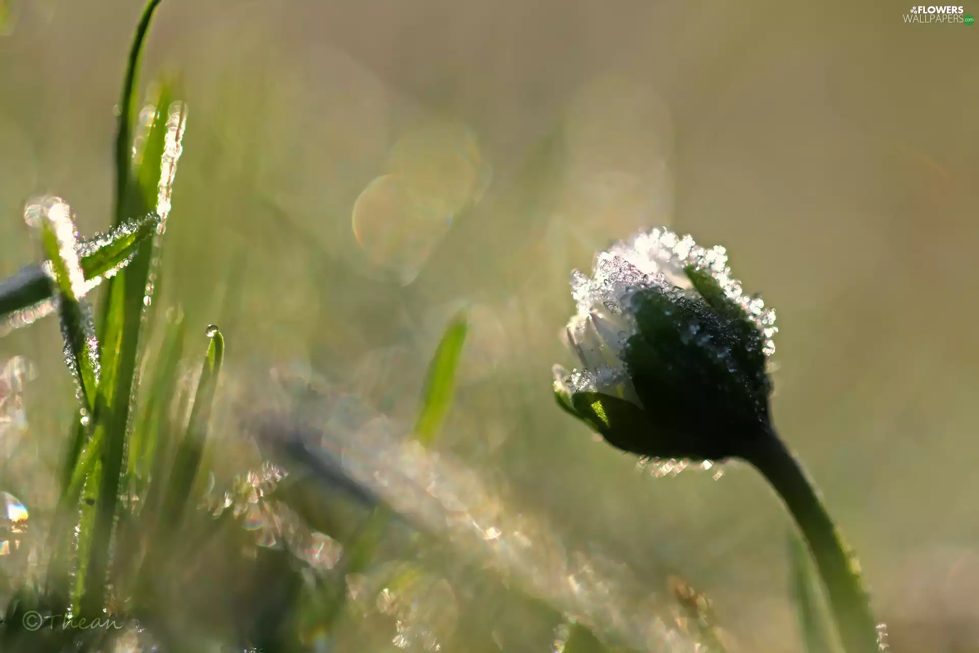 frozen, crystals, ice, daisy