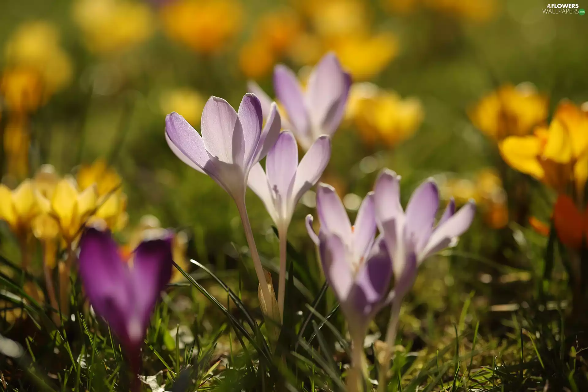 crocuses, lilac, Flowers, illuminated