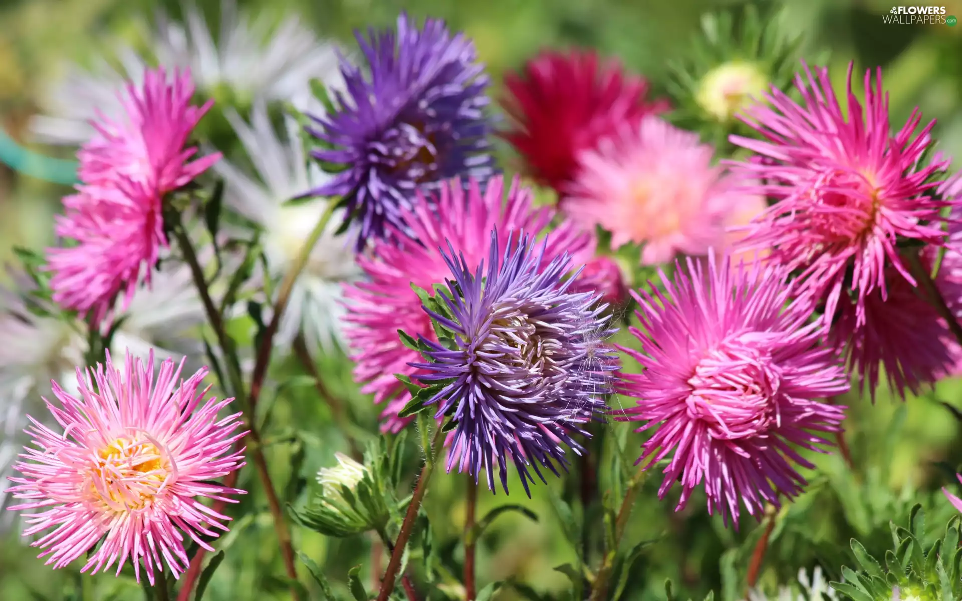 Flowers, color, Astra, illuminated