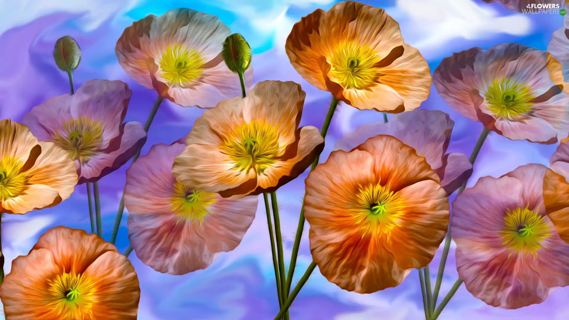 Flowers, papavers, graphics, illuminated