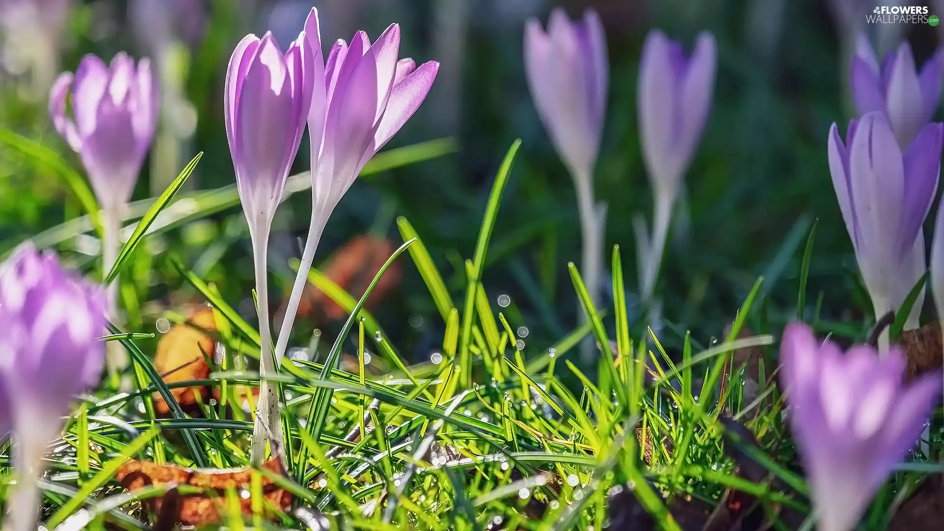 Flowers, crocuses, grass, illuminated