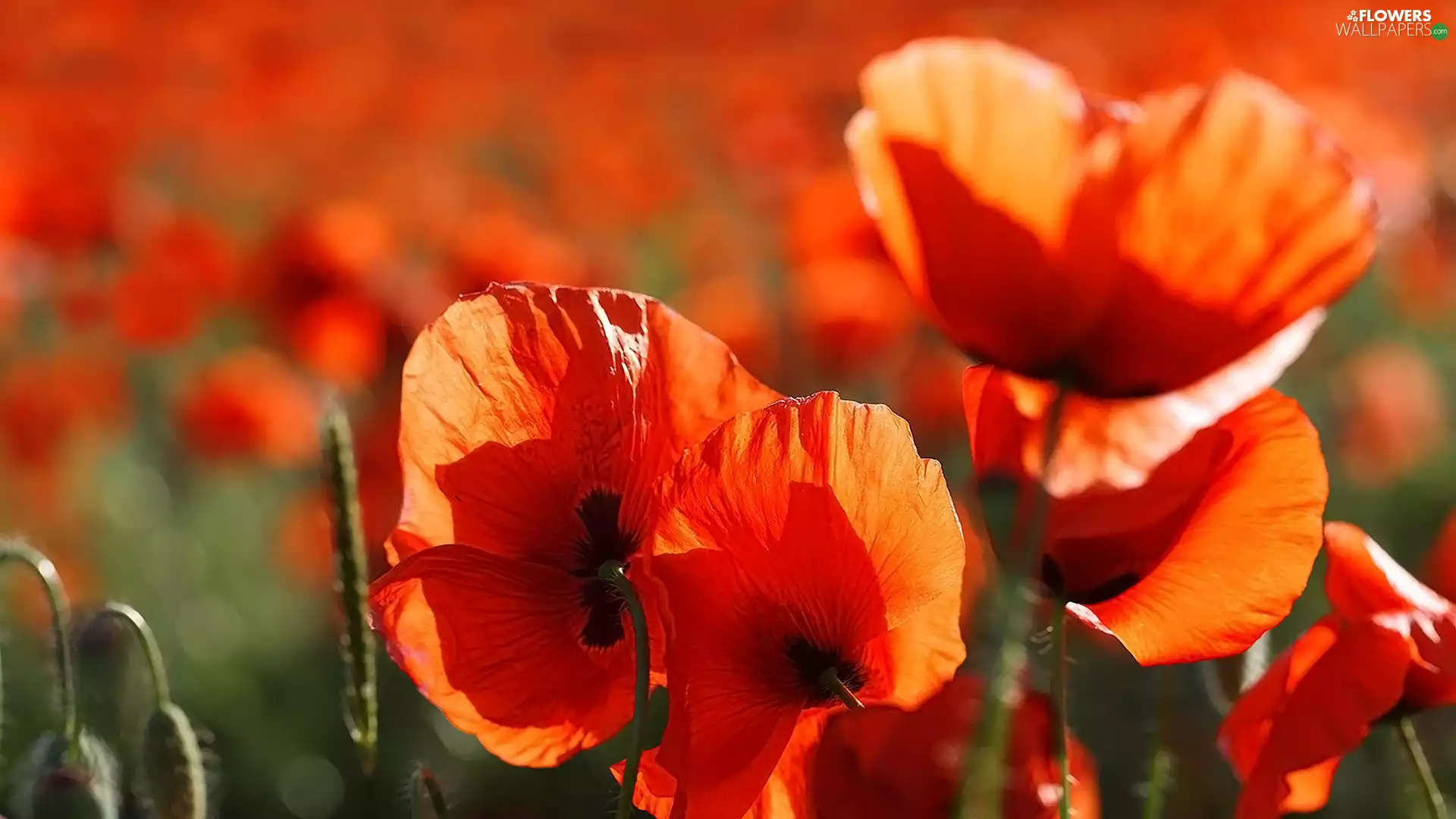 Flowers, Red, papavers, illuminated