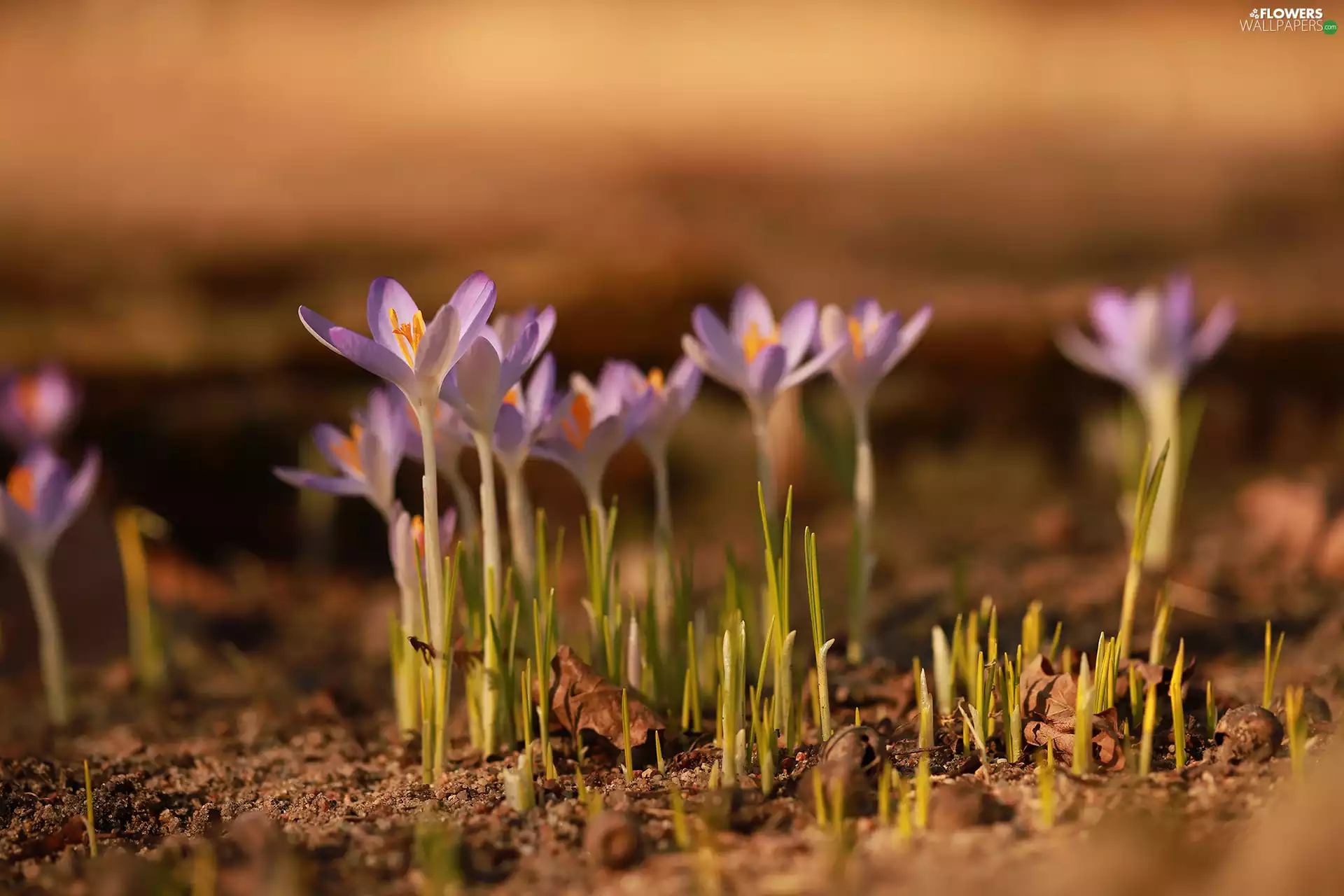 lilac, crocuses, Flowers, illuminated