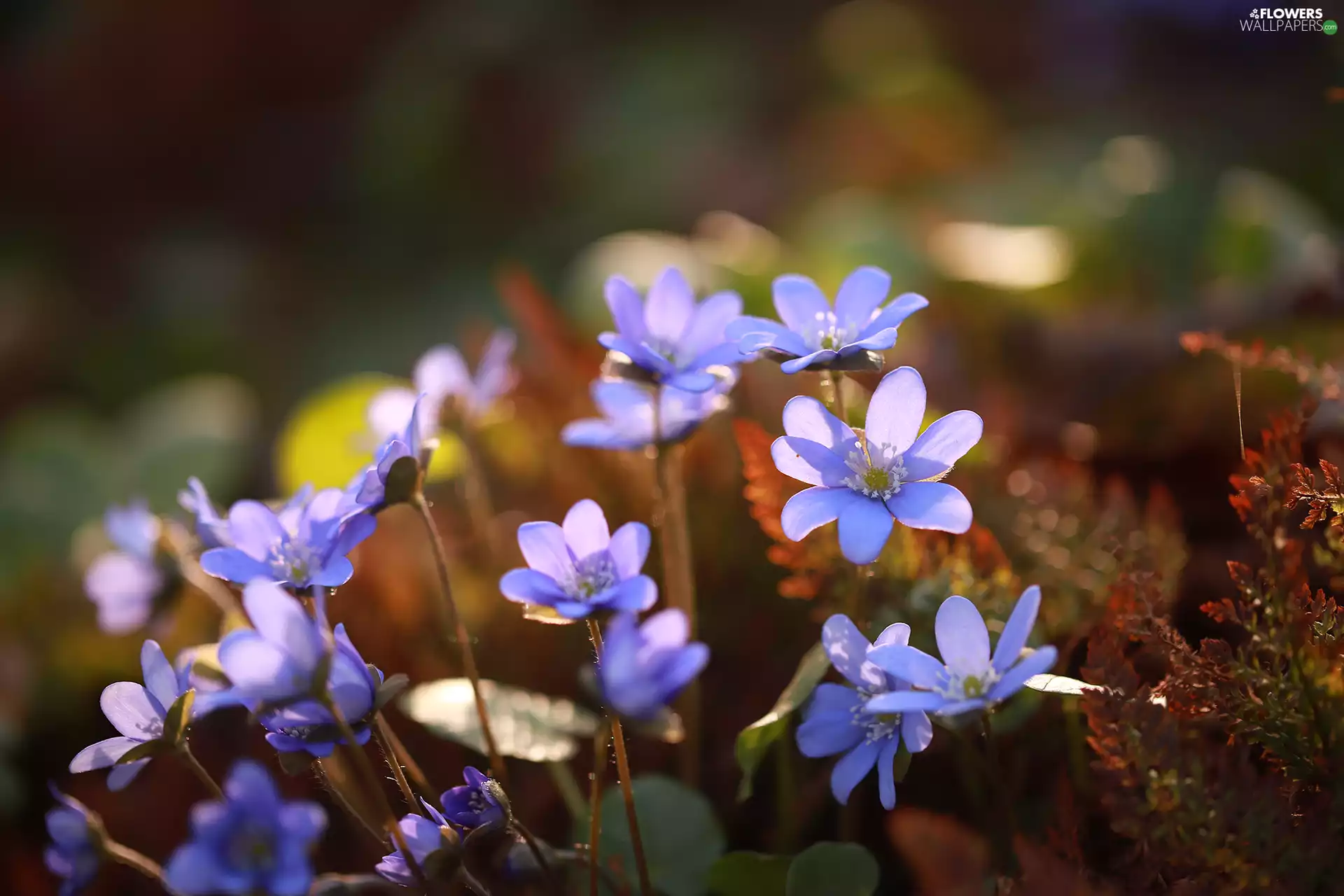 Liverworts, purple, Flowers, illuminated