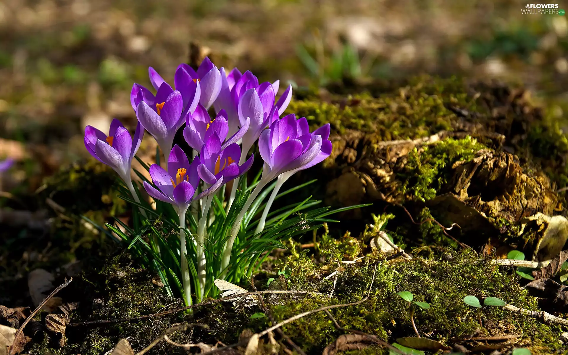 purple, crocuses, cluster, illuminated