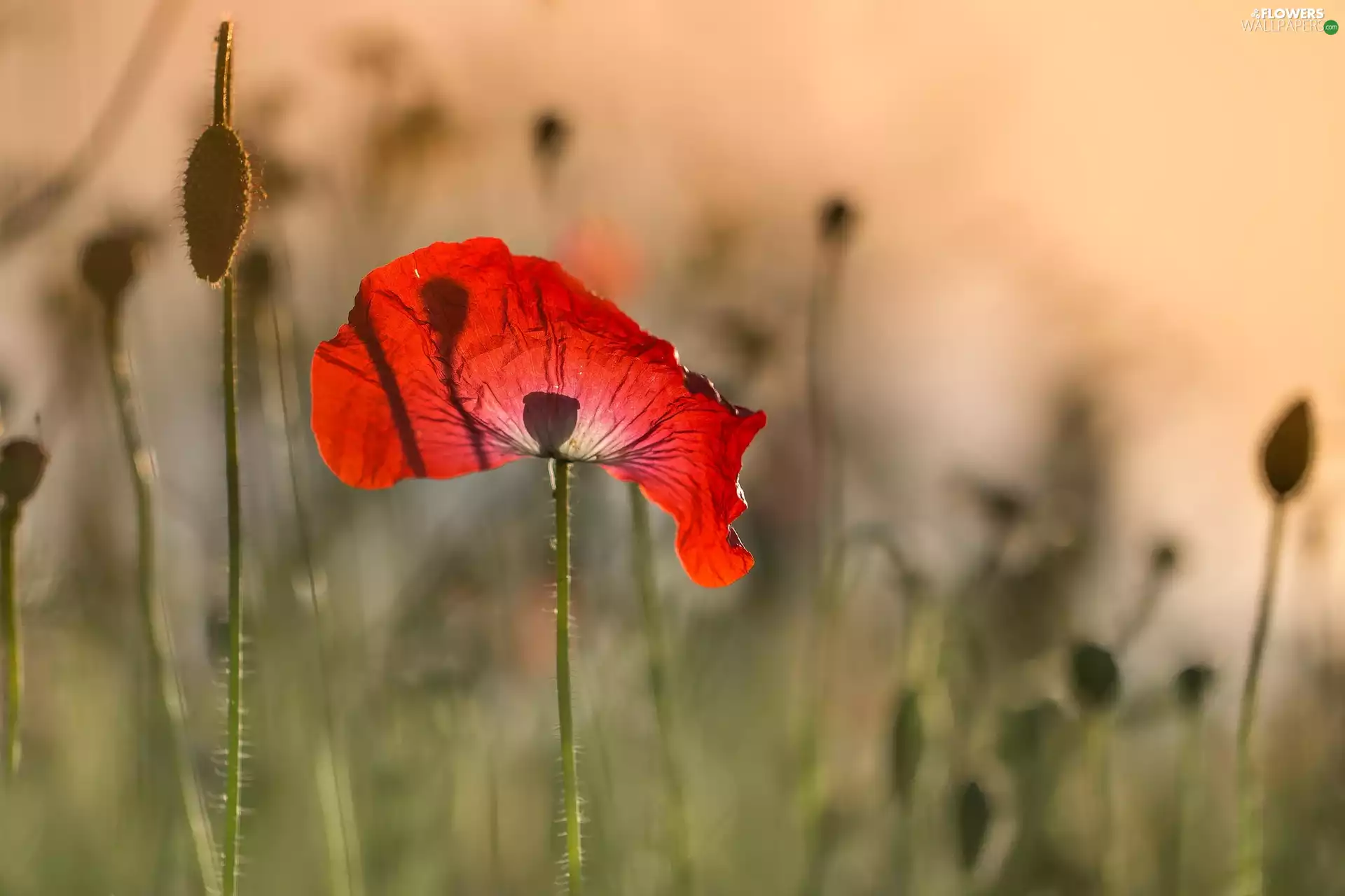 red weed, Red, illuminated