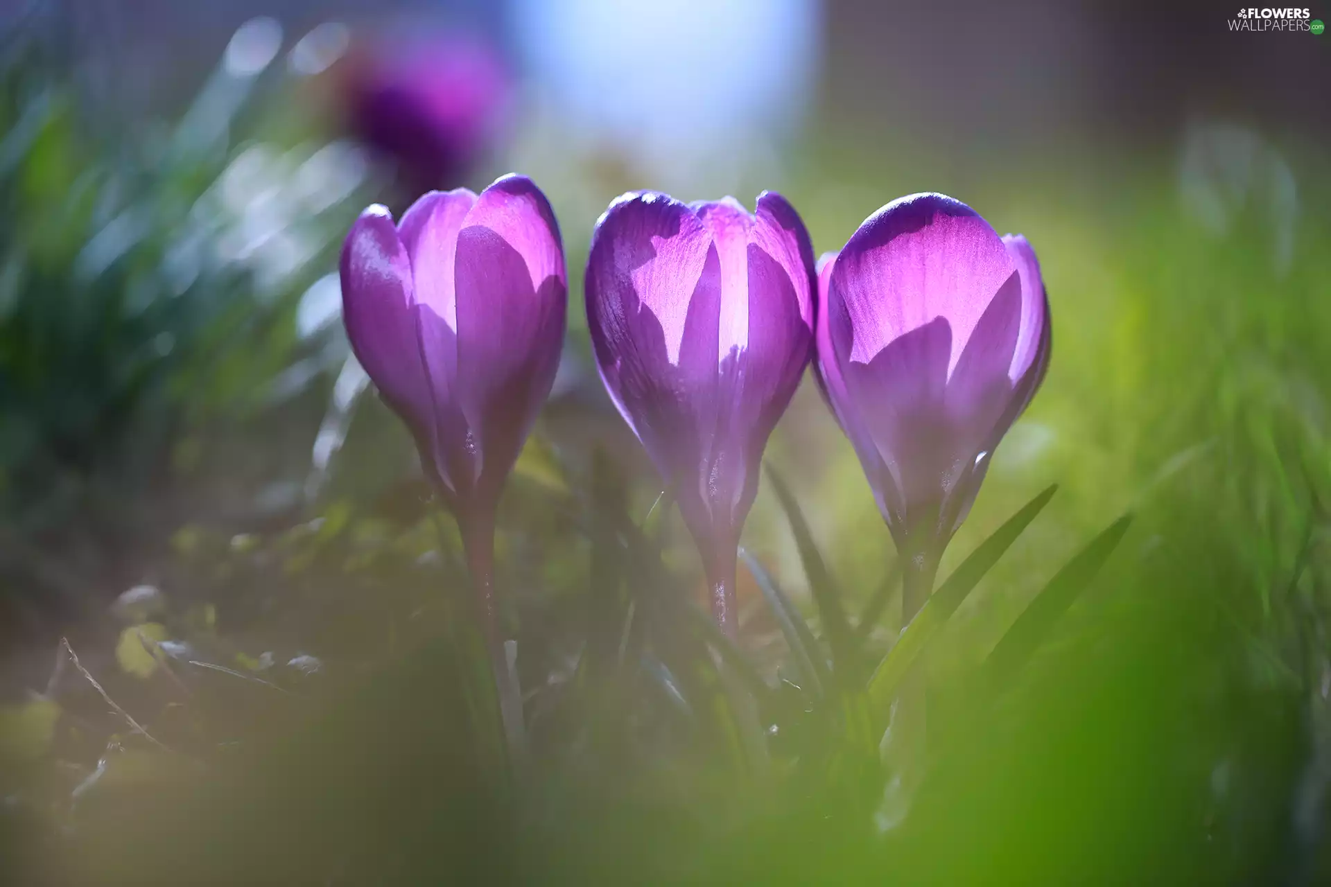 Three, purple, crocuses, illuminated