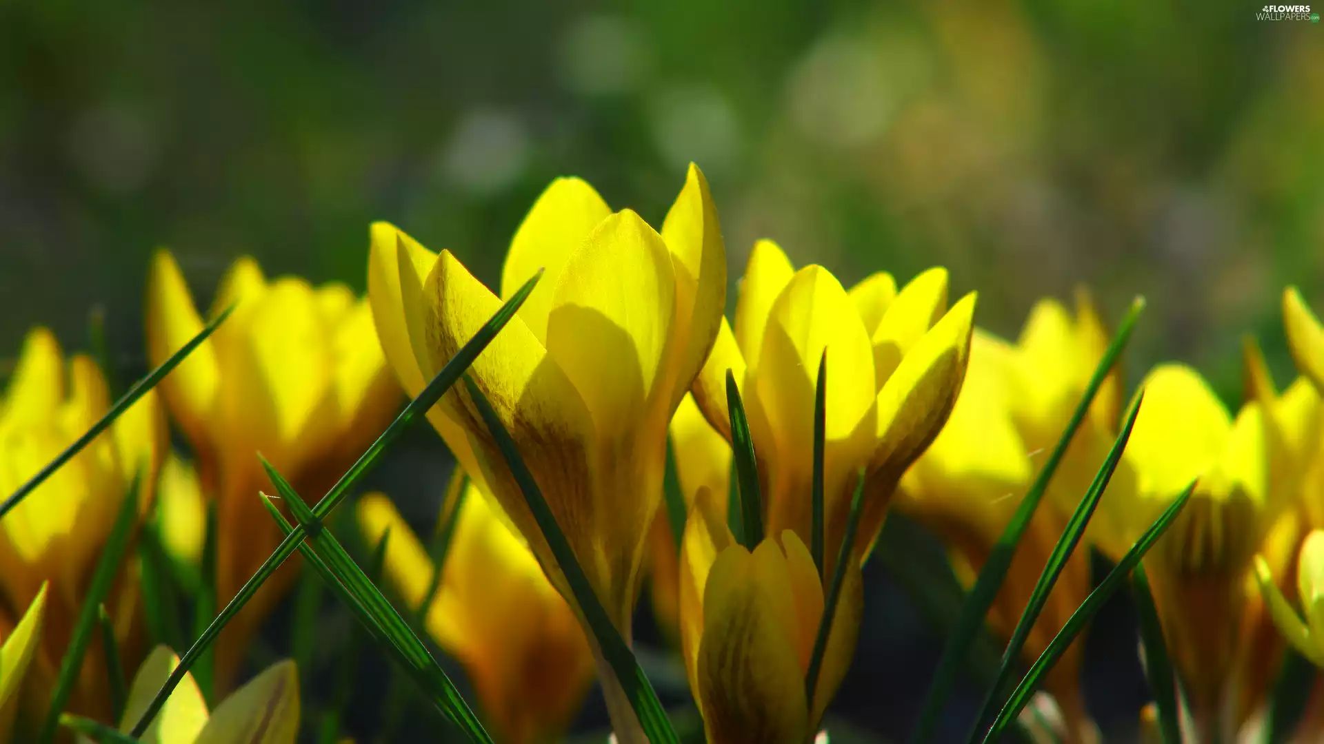 Yellow, crocuses, rapprochement, illuminated