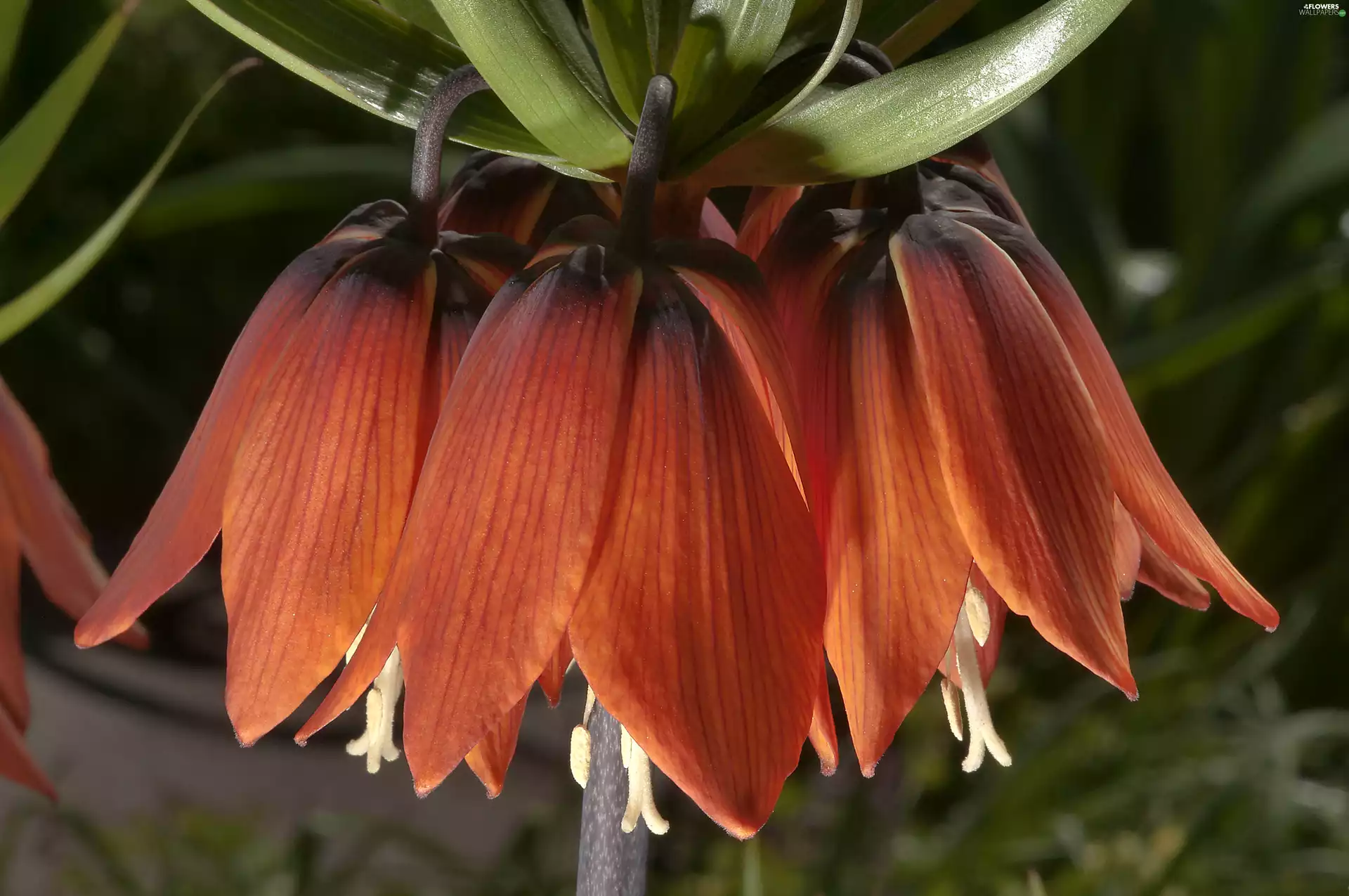 Imperial, Flower, checkerboard