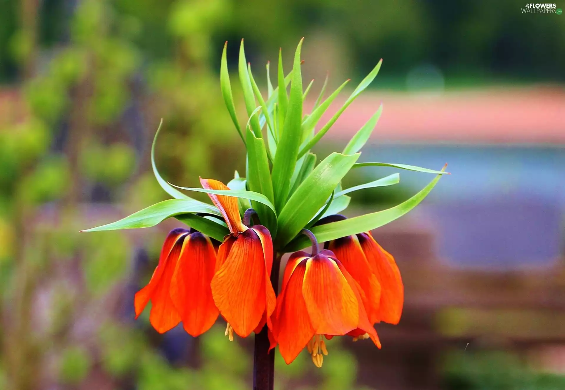 checkerboard, flakes, Leaf, Imperial