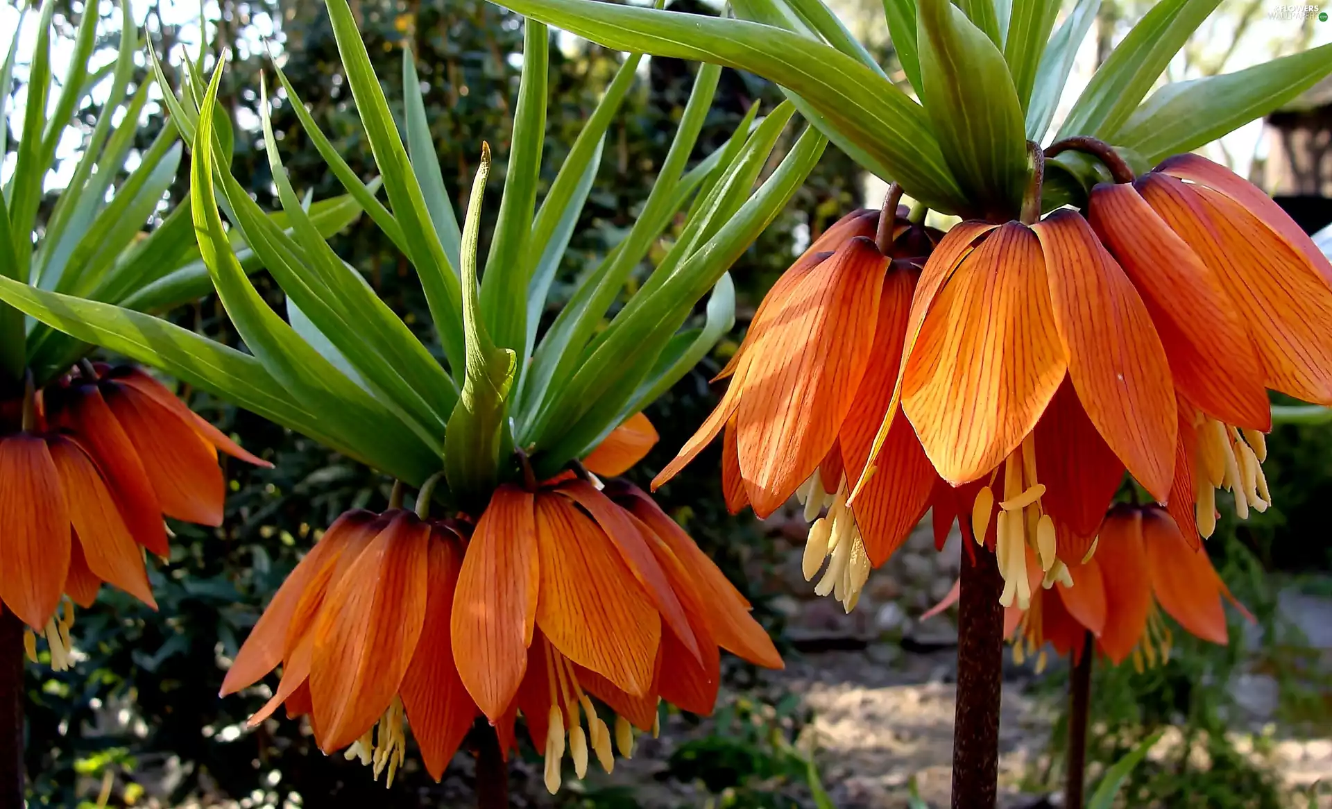 Imperial, Orange, checkerboard