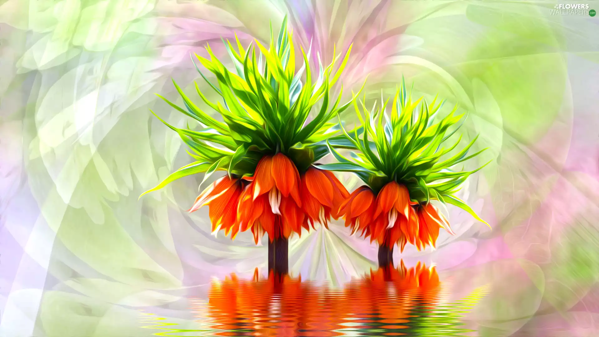 graphics, Flowers, Fritillaria imperialis