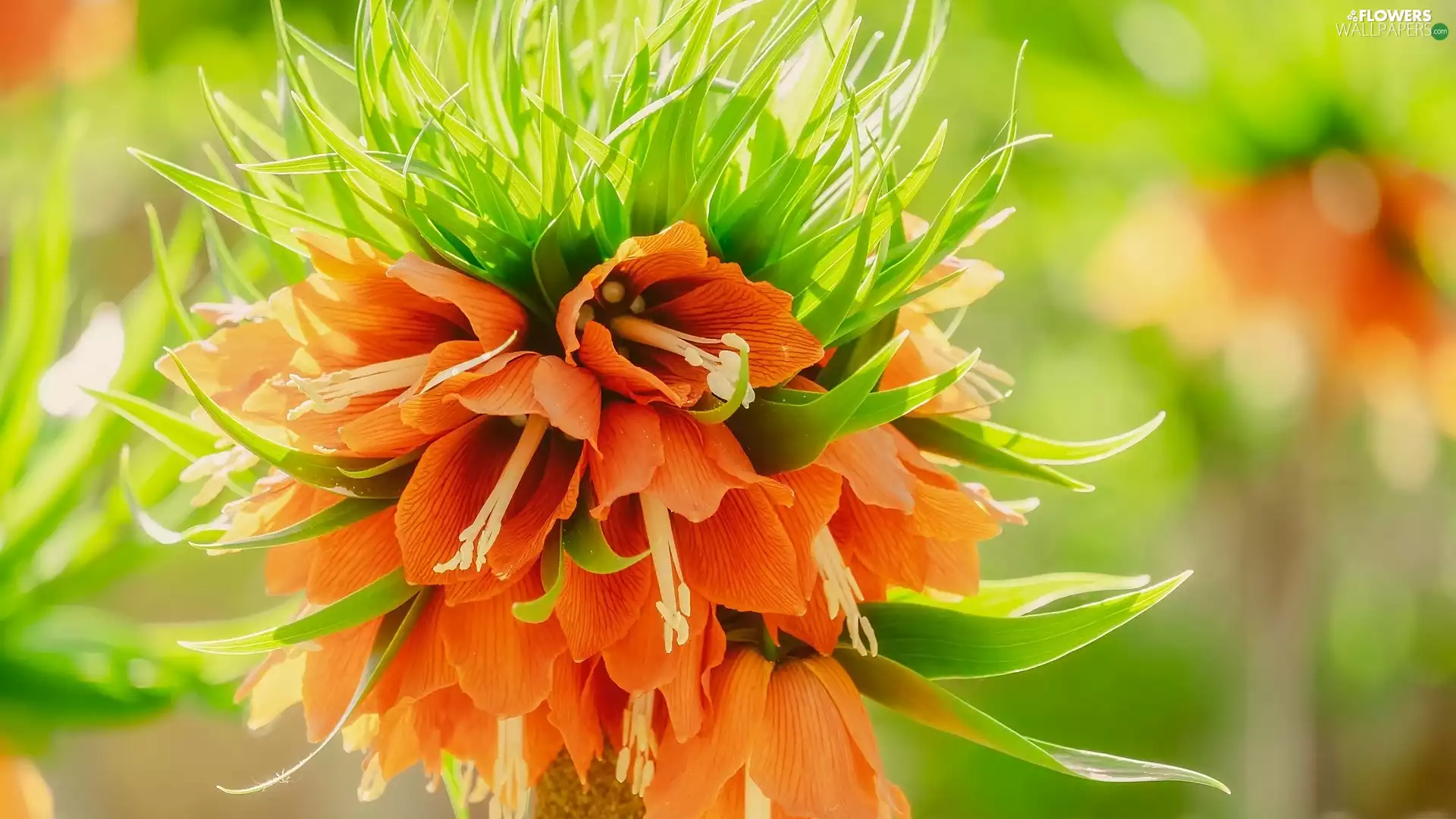 Fritillaria imperialis, Orange, Colourfull Flowers