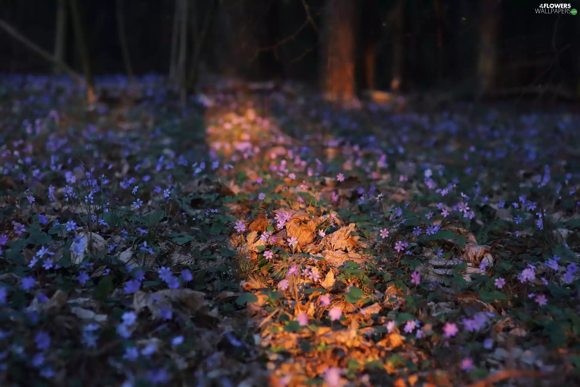 Flowers, forest, Leaf, light breaking through sky, Liverworts, car in the meadow