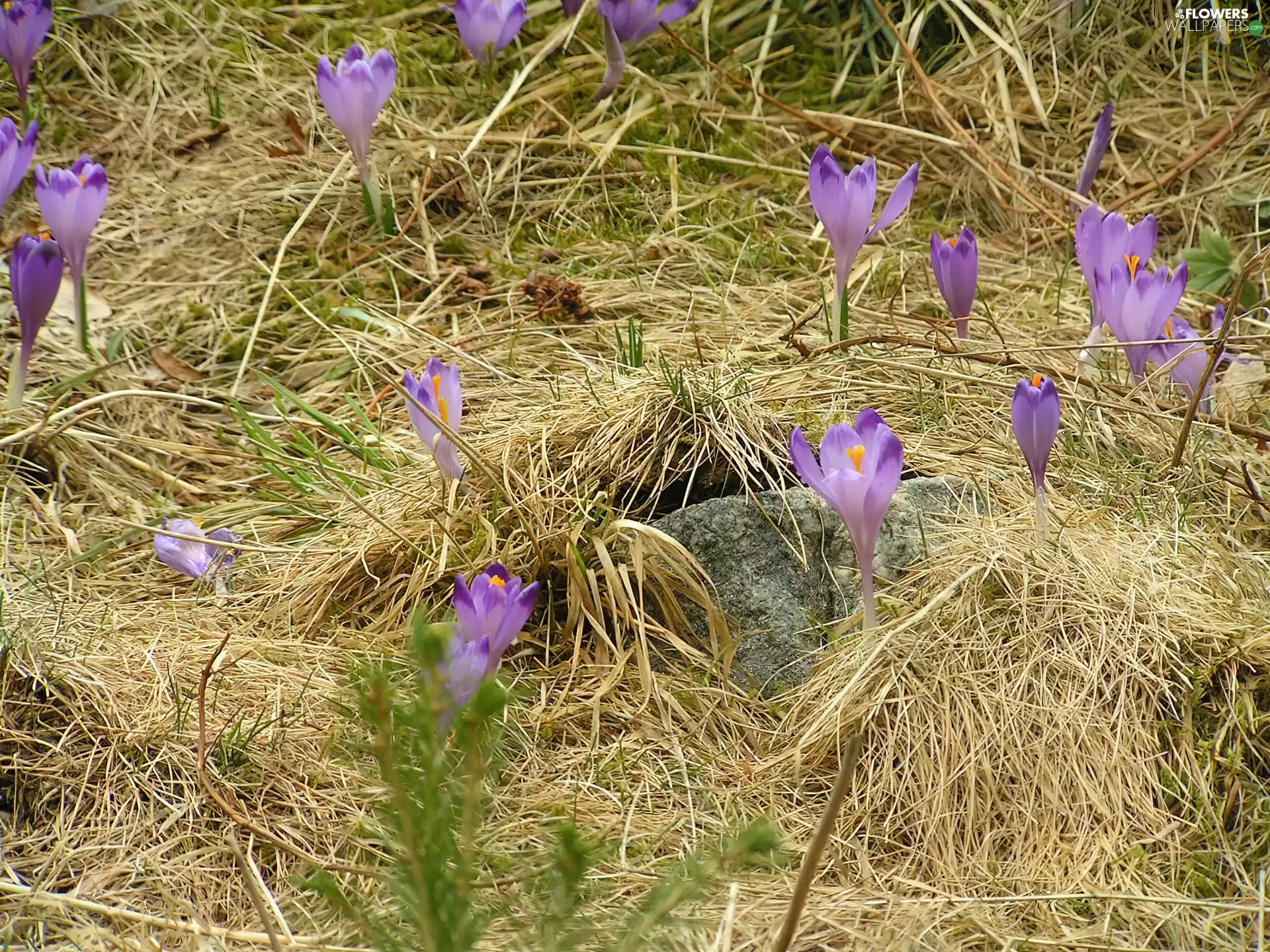 Chochołowska, crocuses, car in the meadow