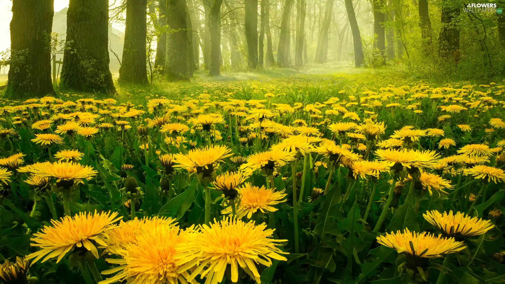 forest, Romania, Common Dandelion, Fog, car in the meadow, Around Reghin