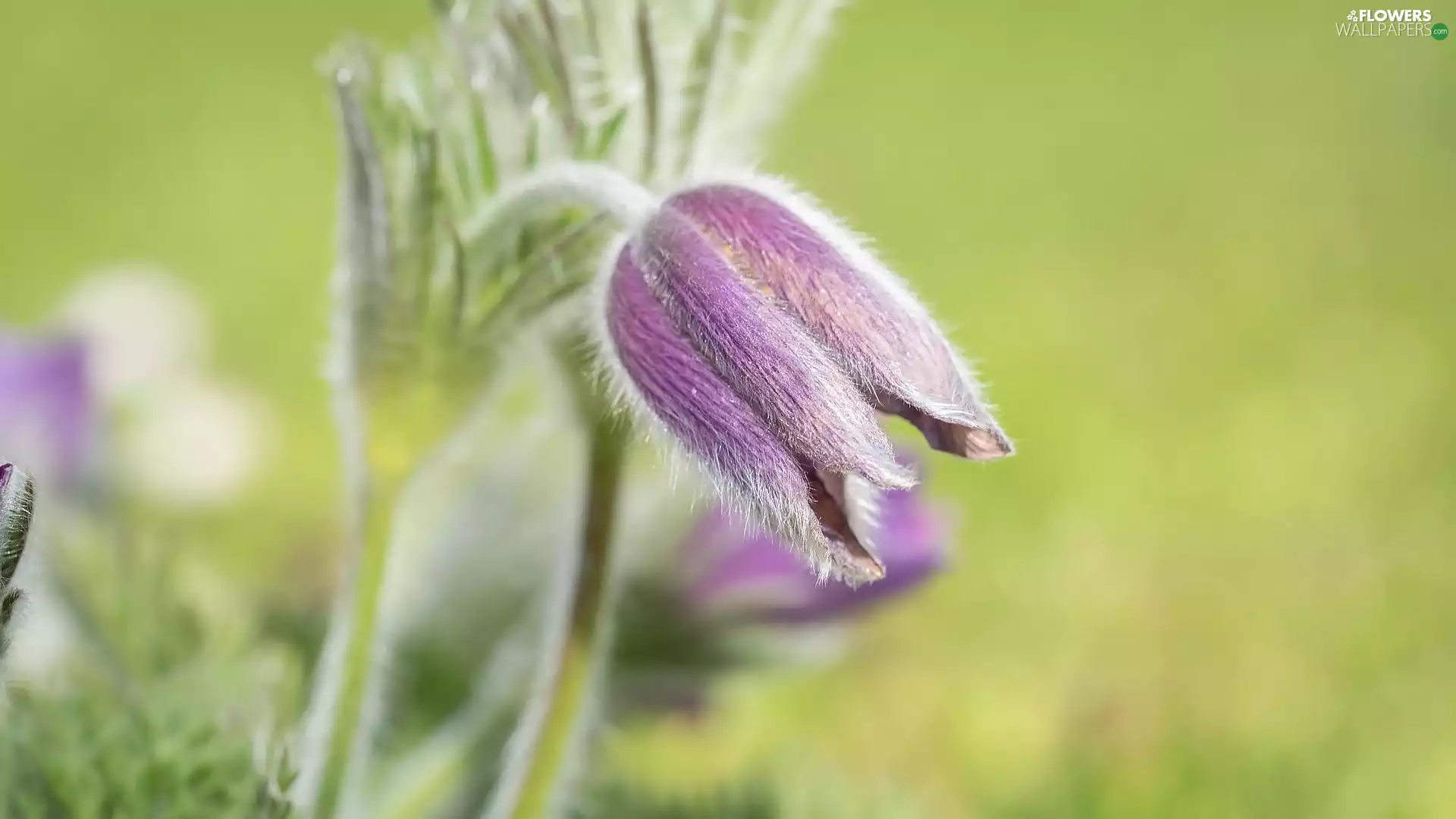 pasque, Colourfull Flowers, inclined