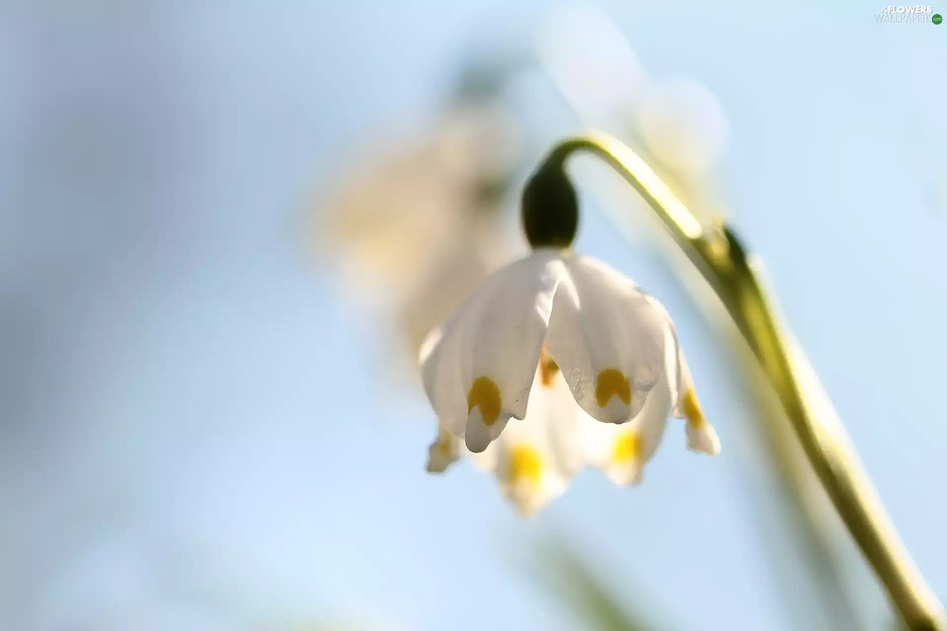 inclined, Leucojum Vernum