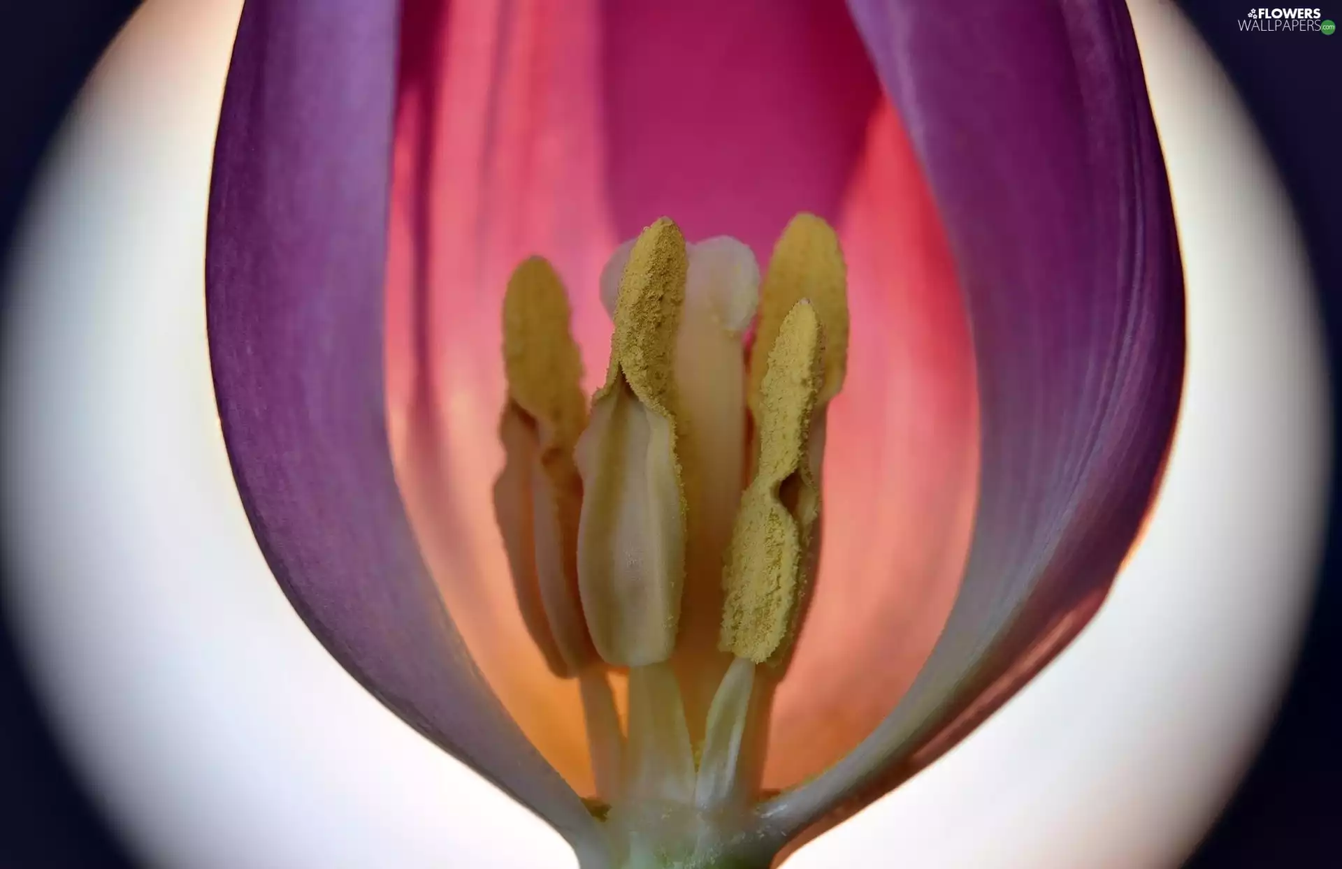 increase, Violet, tulip