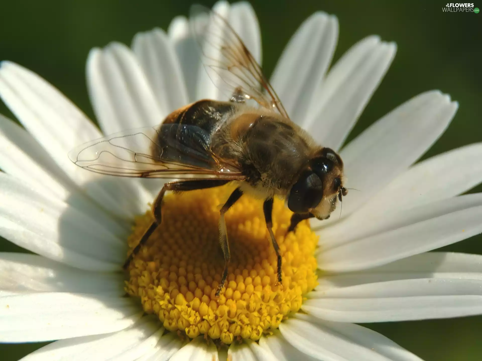 bee, Chrysanthemum appropriate, inflorescence