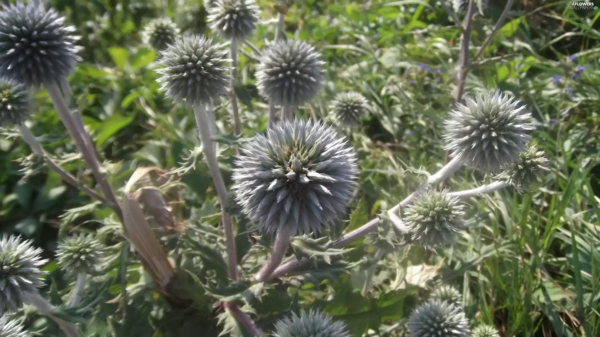 Echinops Ritro, Spherical, inflorescences