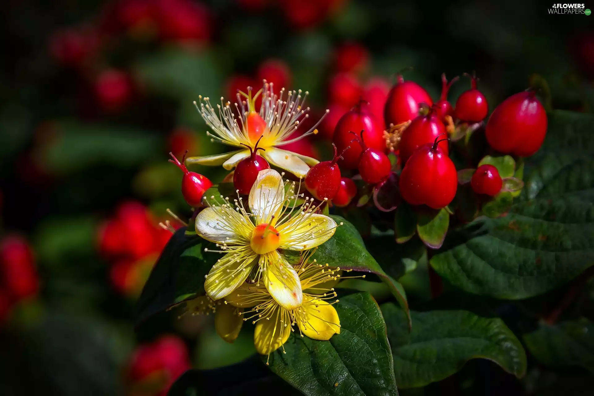 Hypericum Inodorum, blueberries, plant, Flowers