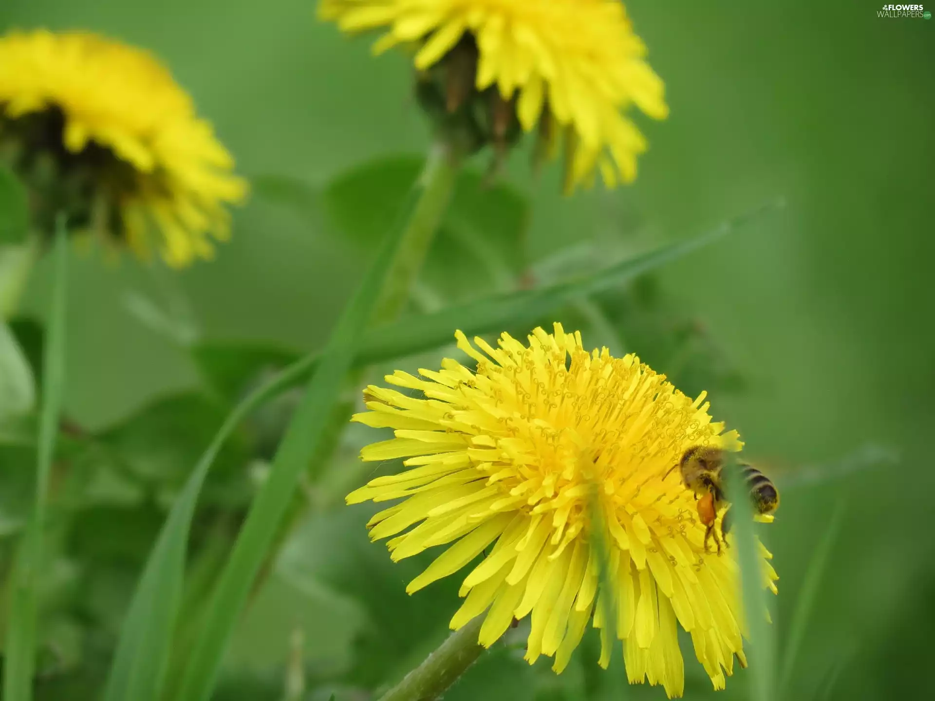 Meadow, Insect, bee, grass, puffball