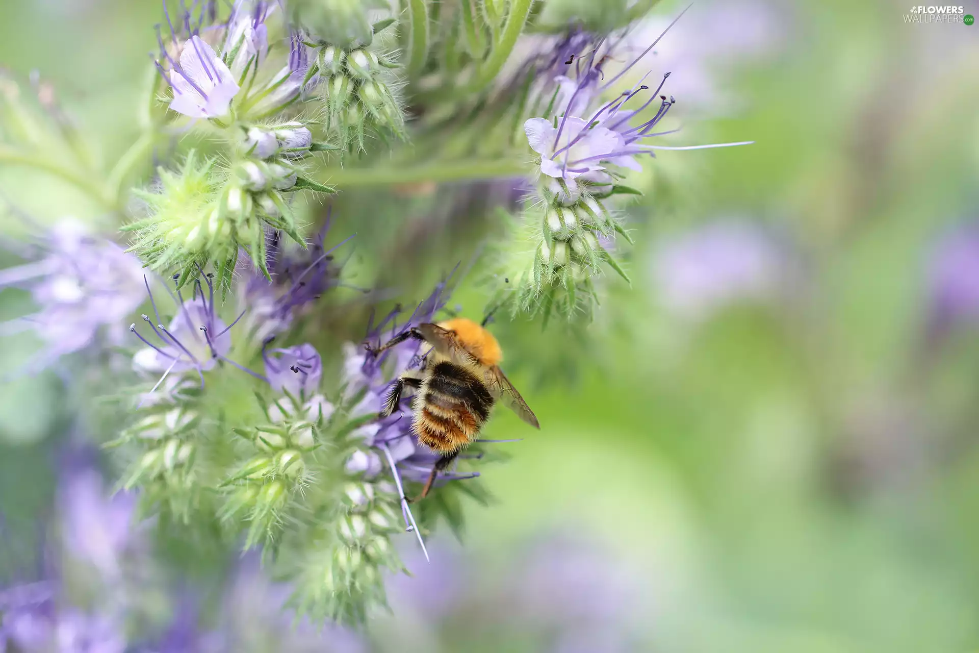 Insect, bee, Flowers, purple, Scorpionweed