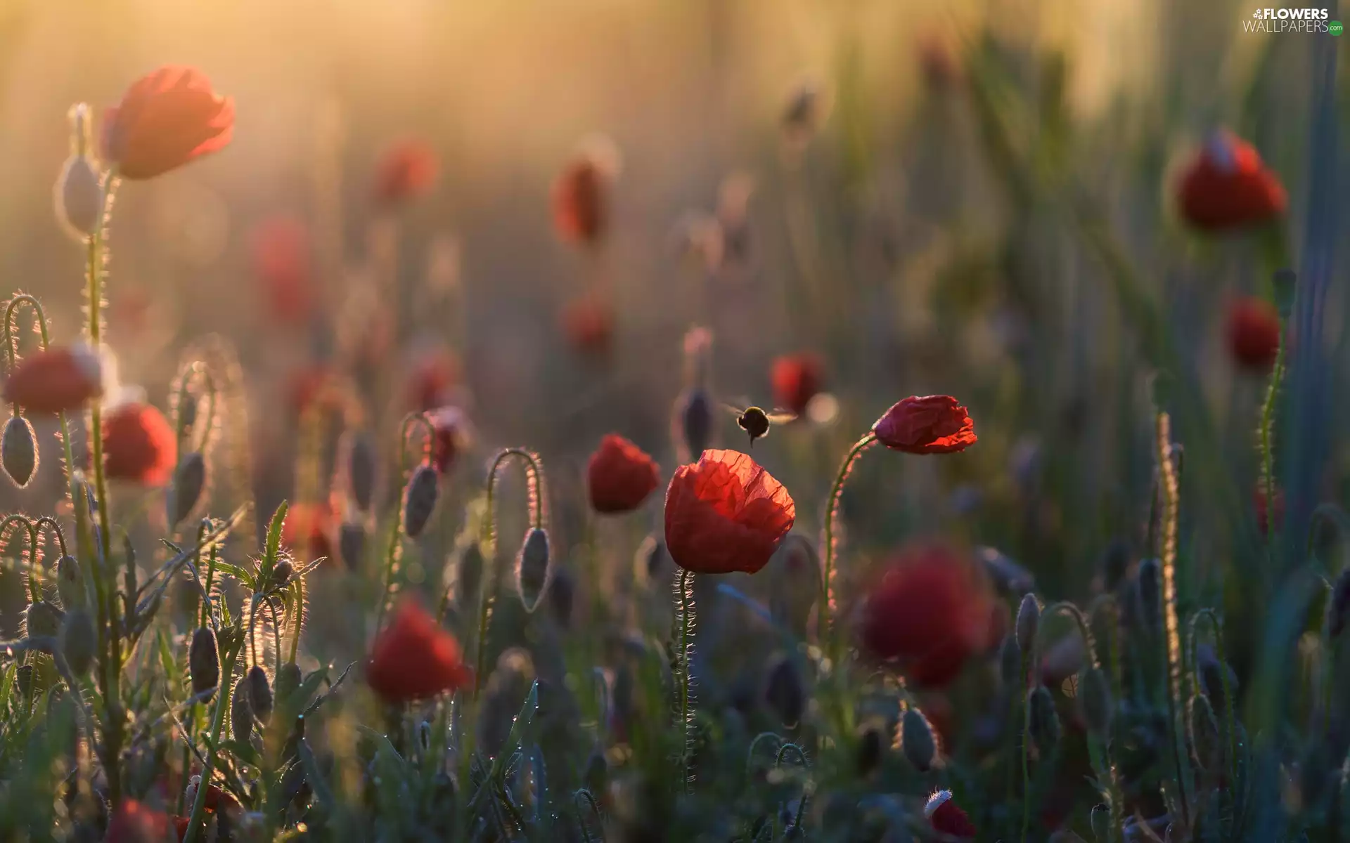Insect, papavers, Buds