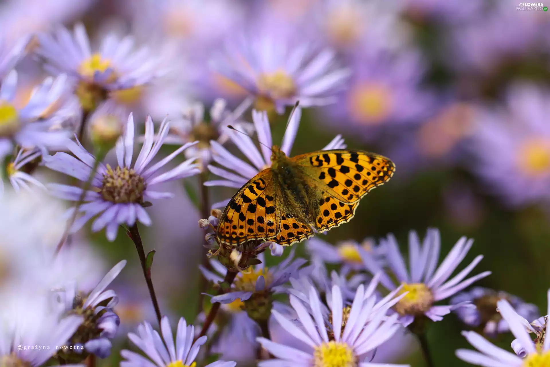 Silver-washed Fritillary, Insect, Astra, butterfly