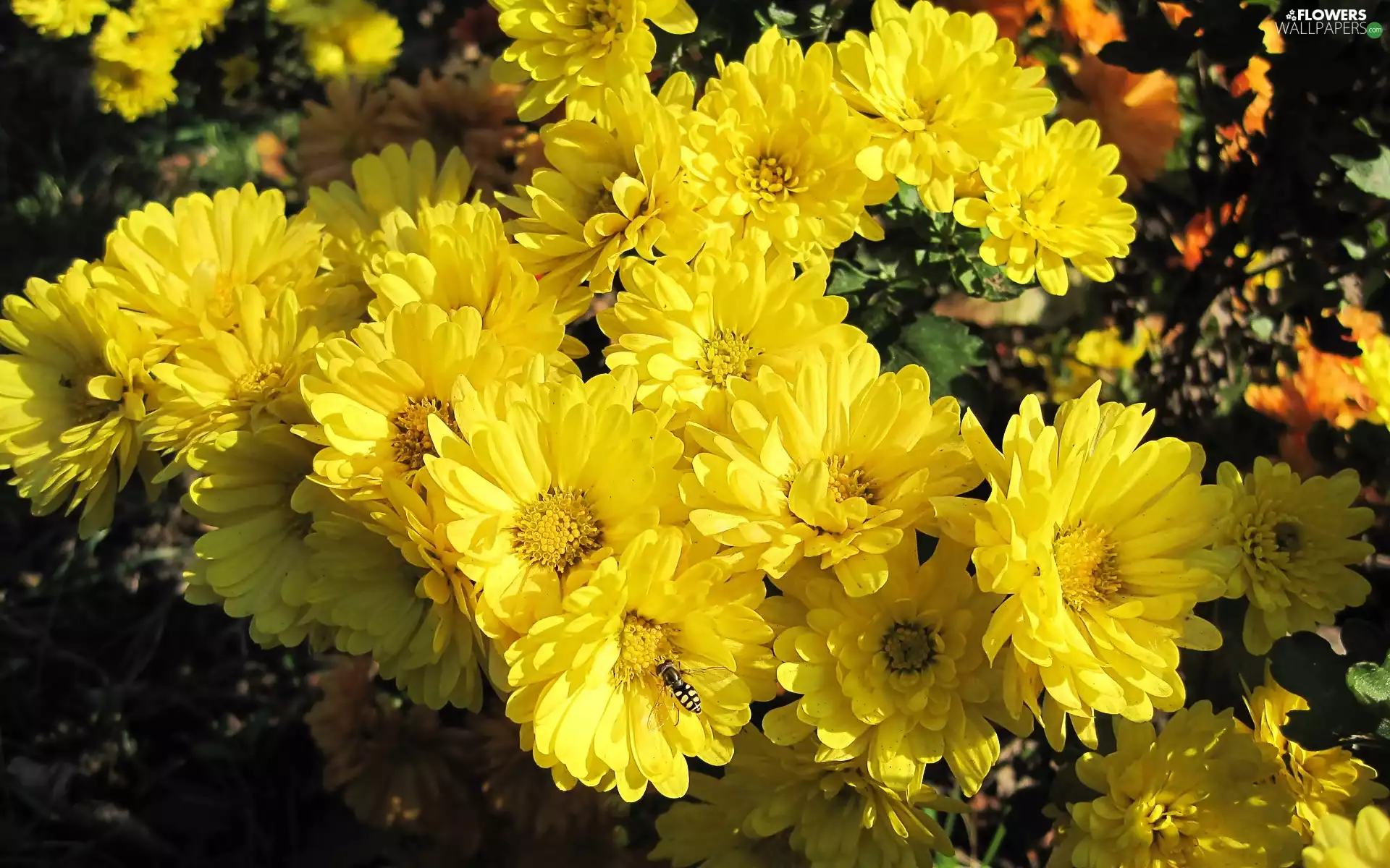 Insect, Yellow, Chrysanthemums