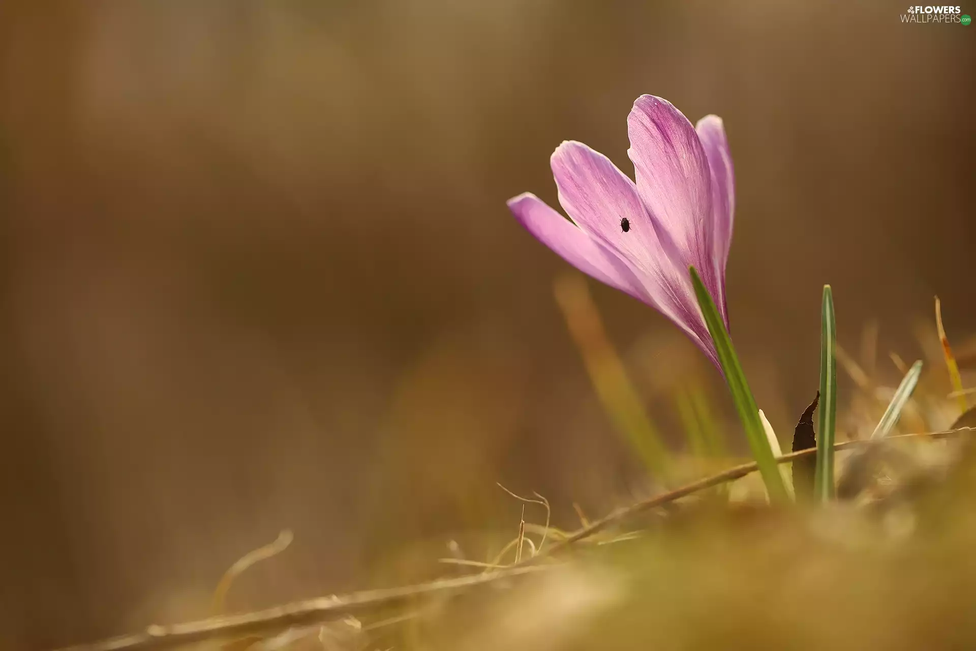 Insect, Violet, crocus