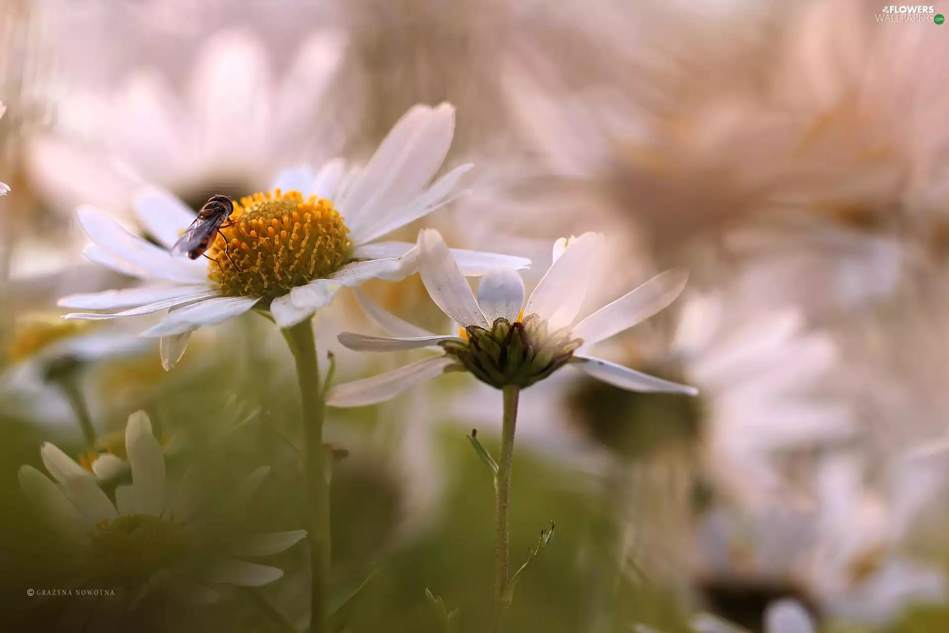 daisy, Flowers, Insect, White