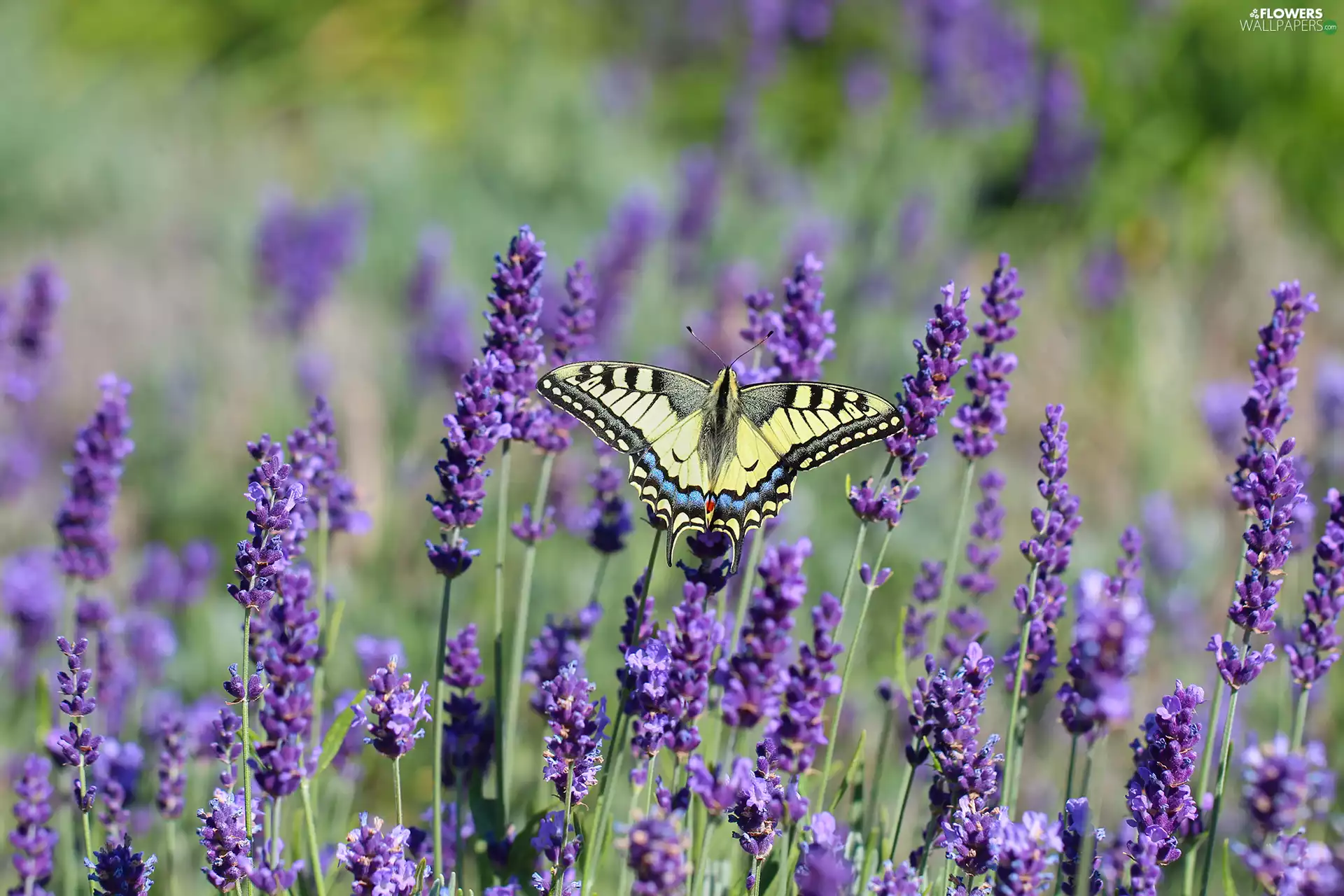 butterfly, Insect, lavender, Oct Queen