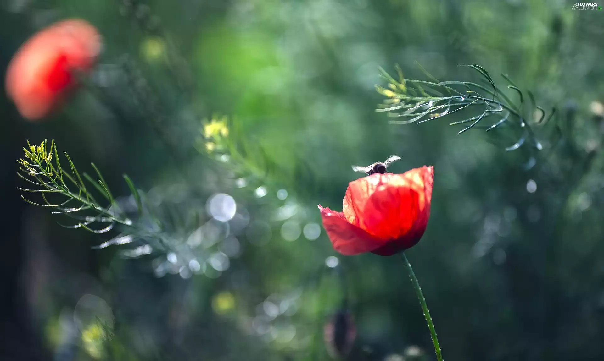blur, Insect, papavers, Plants, Flowers
