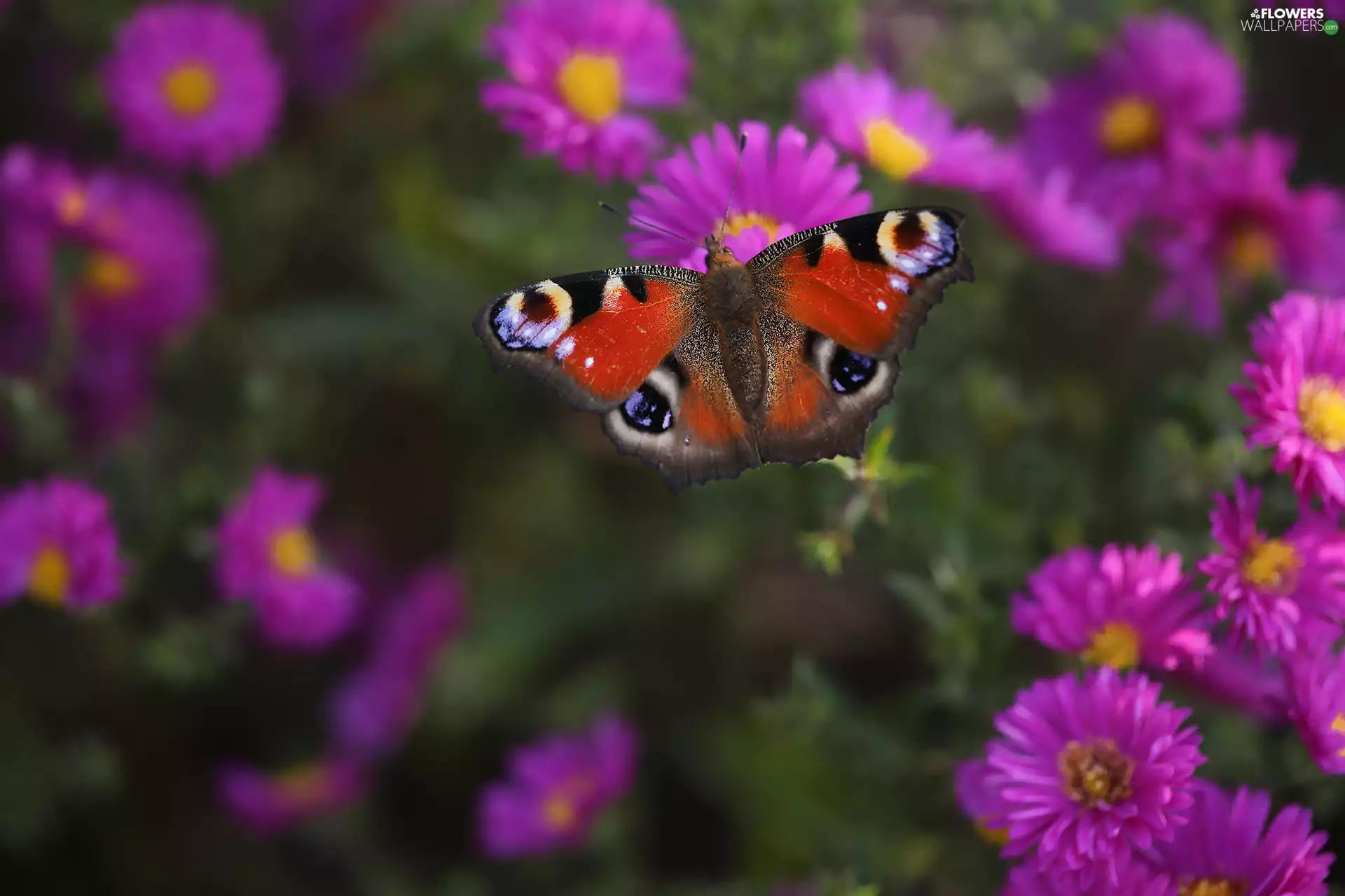 Flowers, Insect, Peacock, Astra, butterfly