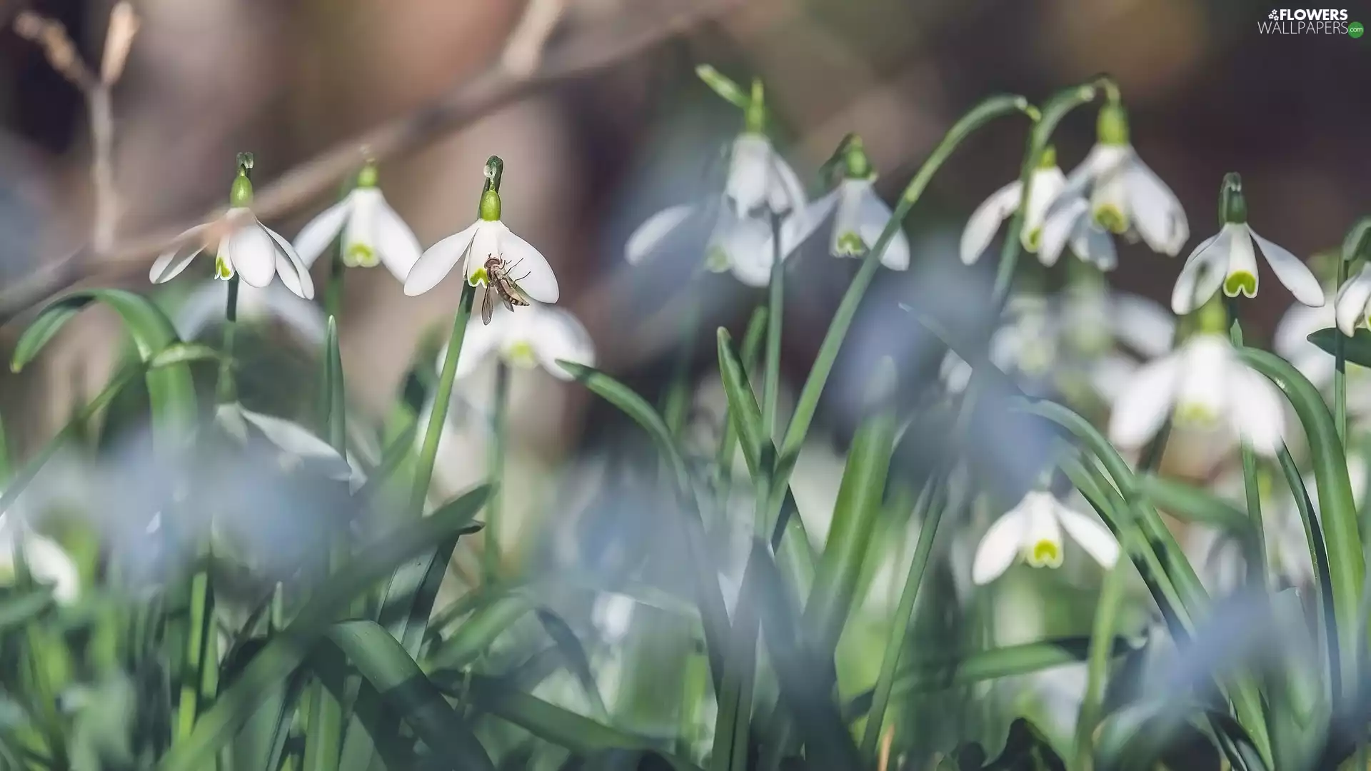 Insect, Flowers, snowdrops
