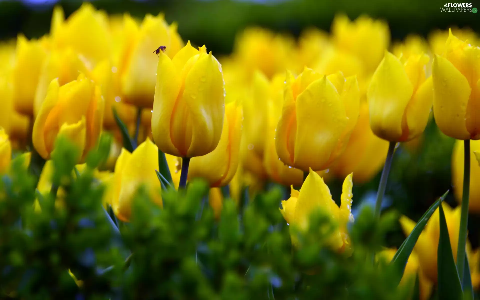 Insect, Yellow, Tulips