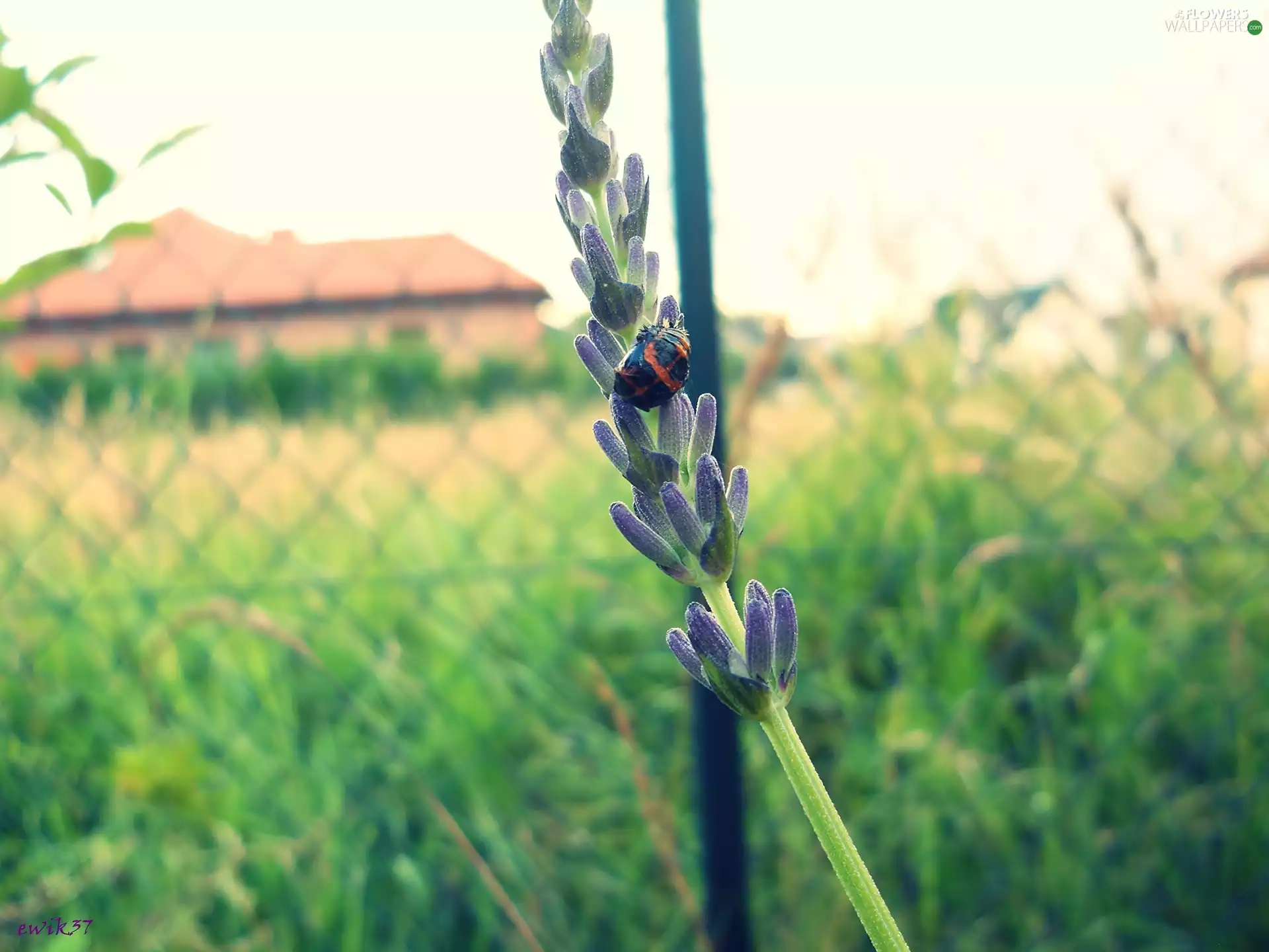 insect, lavender, twig