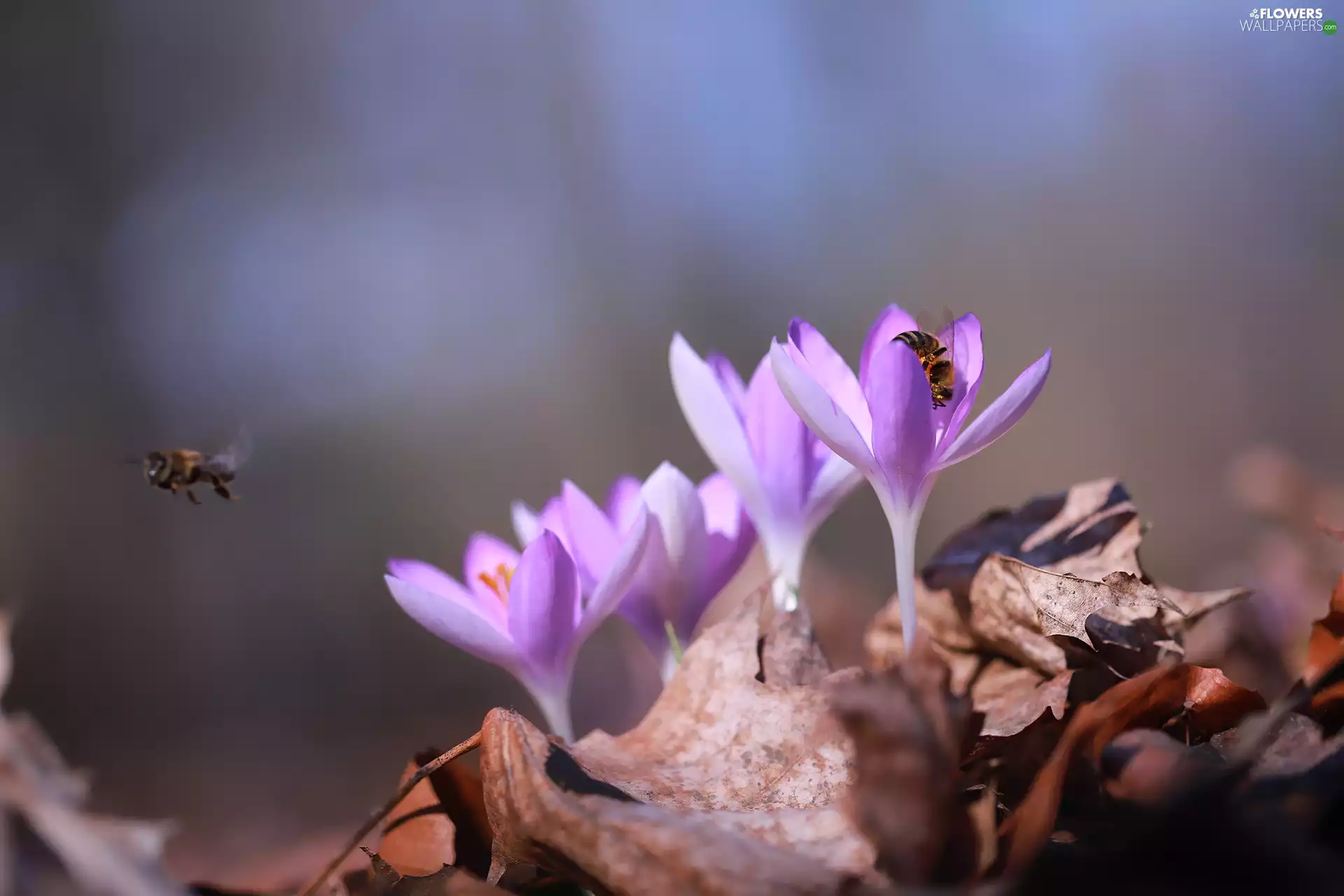 Bees, insects, crocuses, Flowers, purple