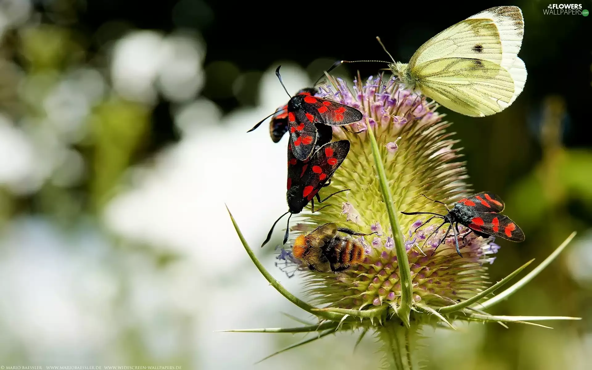 teasel, butterfly, bee, insects