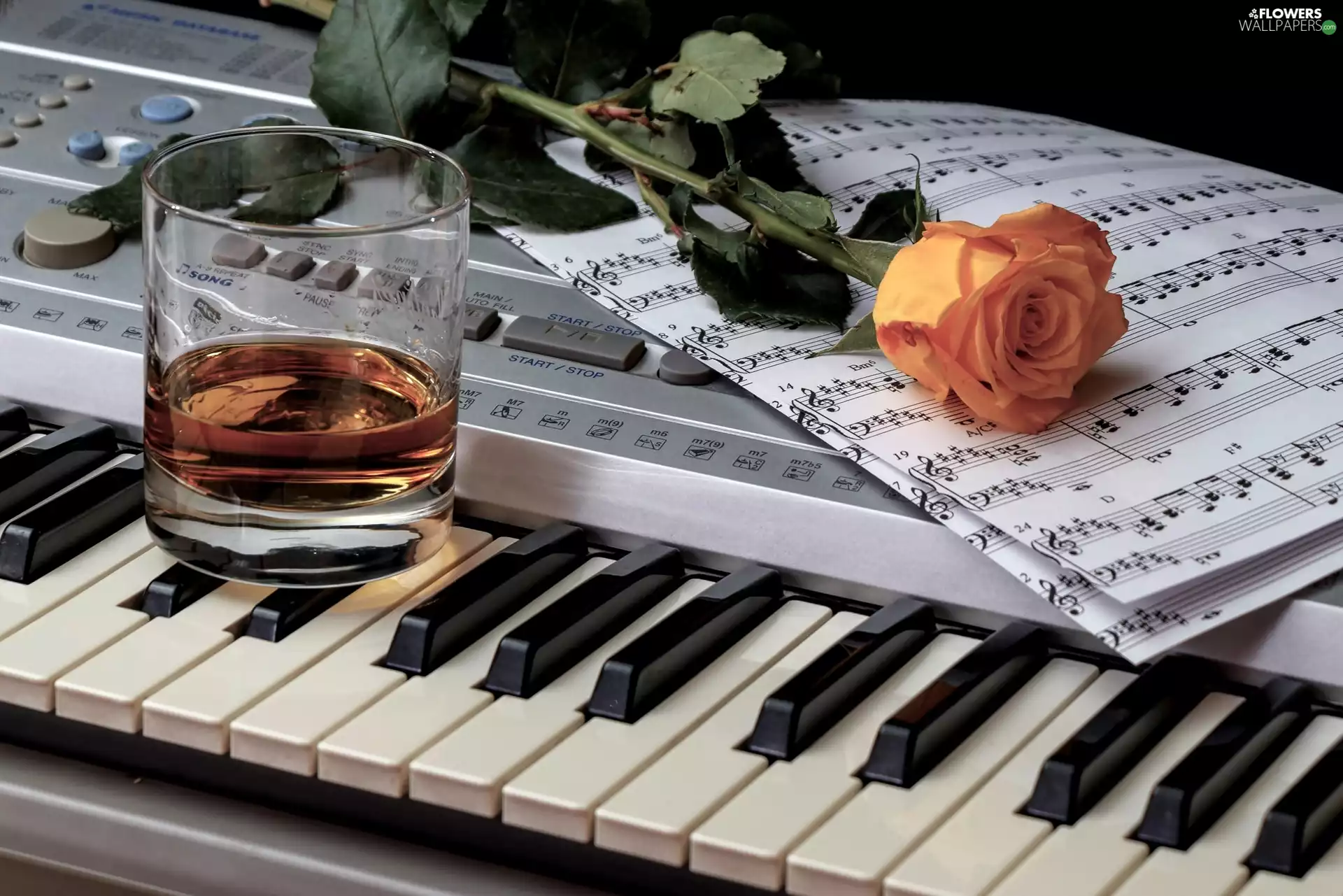 Tunes, tea, Musical Instrument, Keyboard, cup, rose