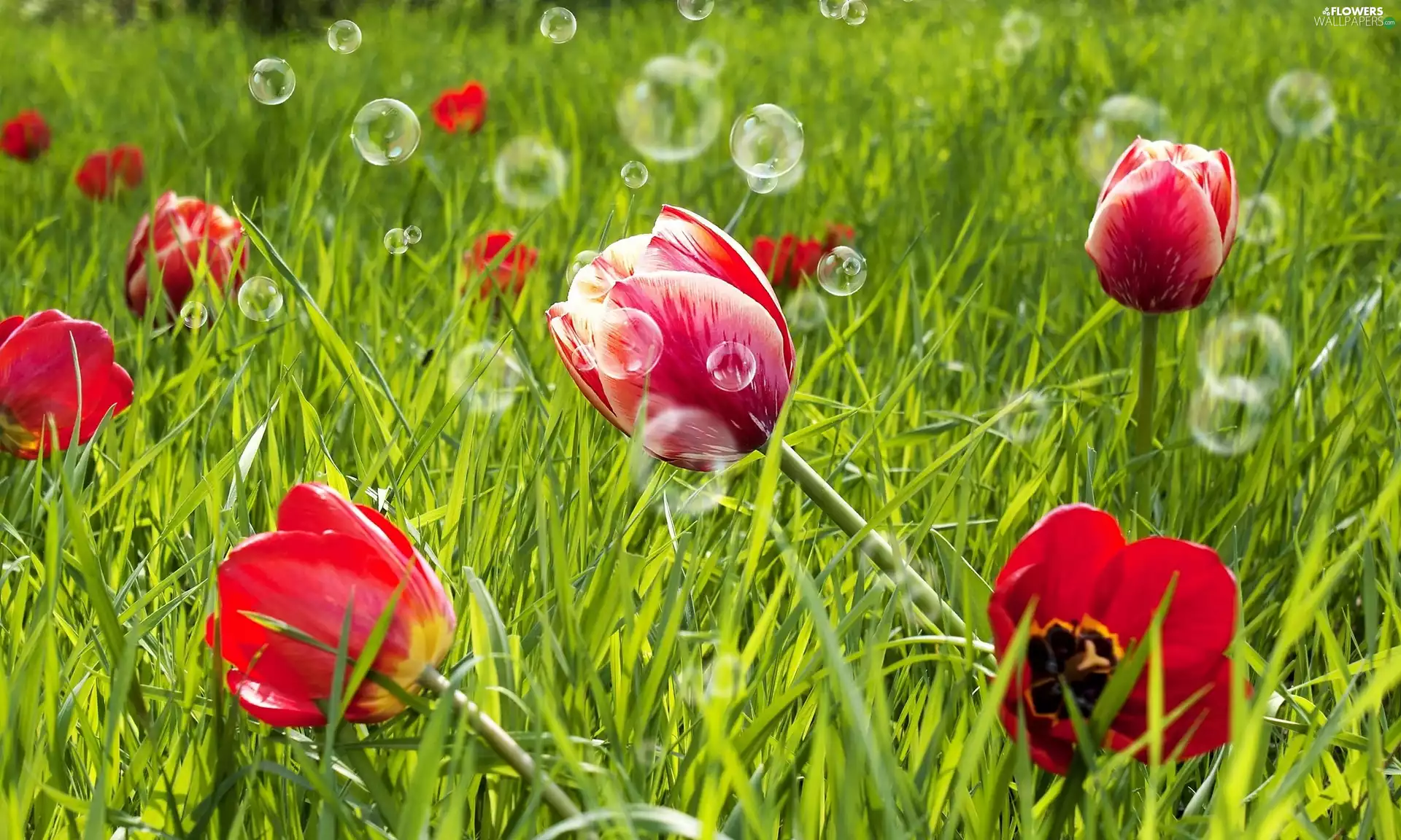 soap, Tulips, interesting eyes
