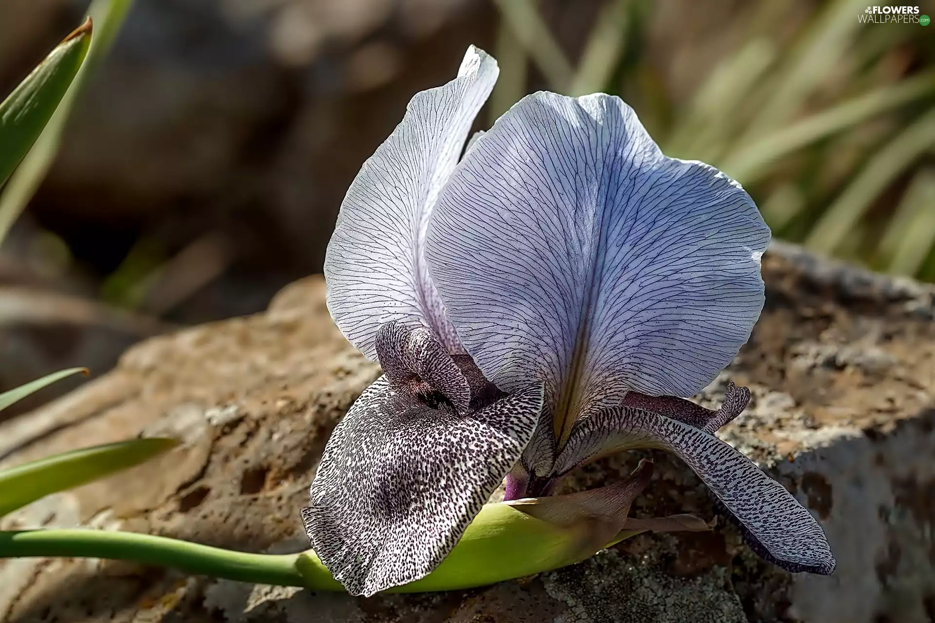 iris